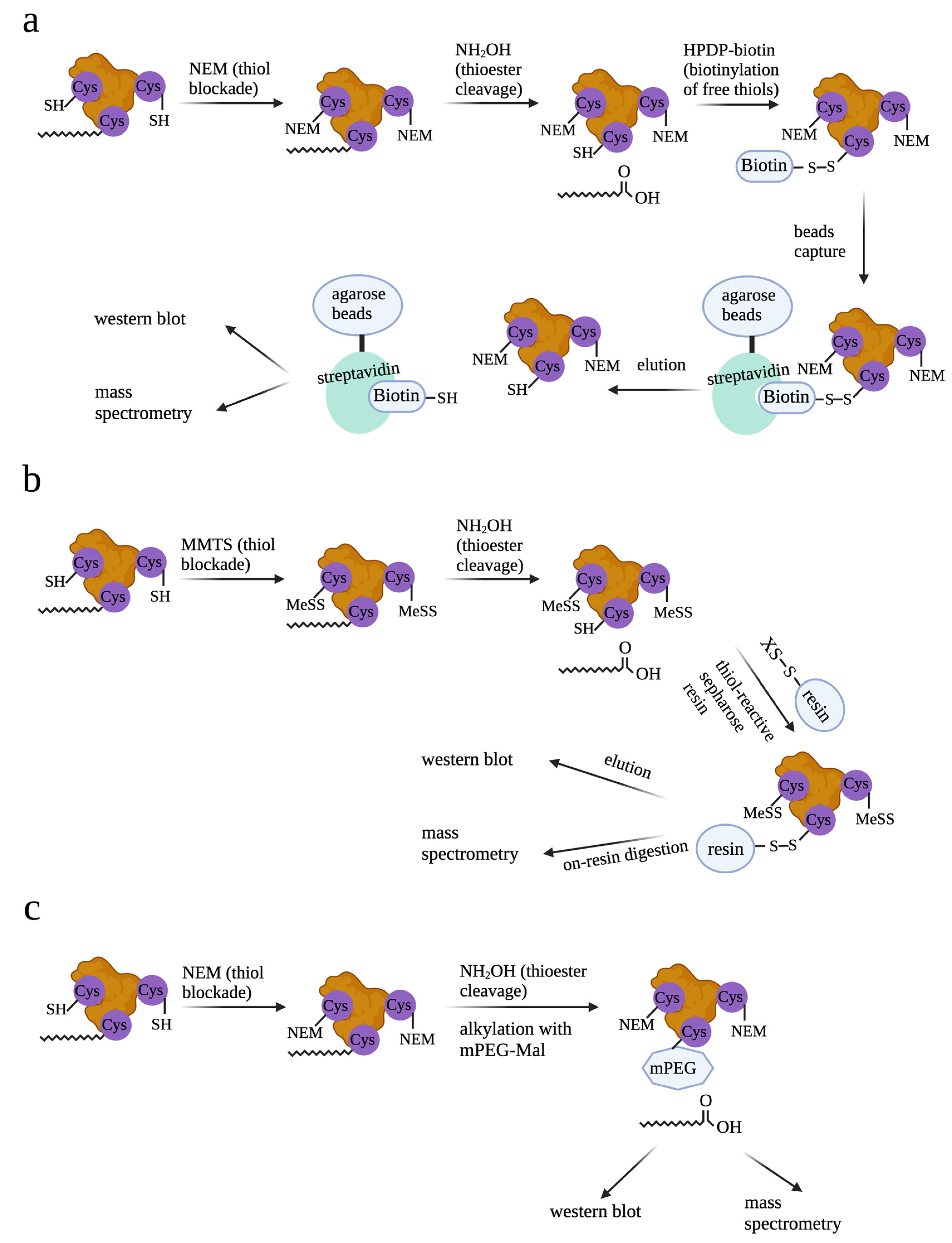 Cells 12 02209 g002 Cells 12 02209 g002