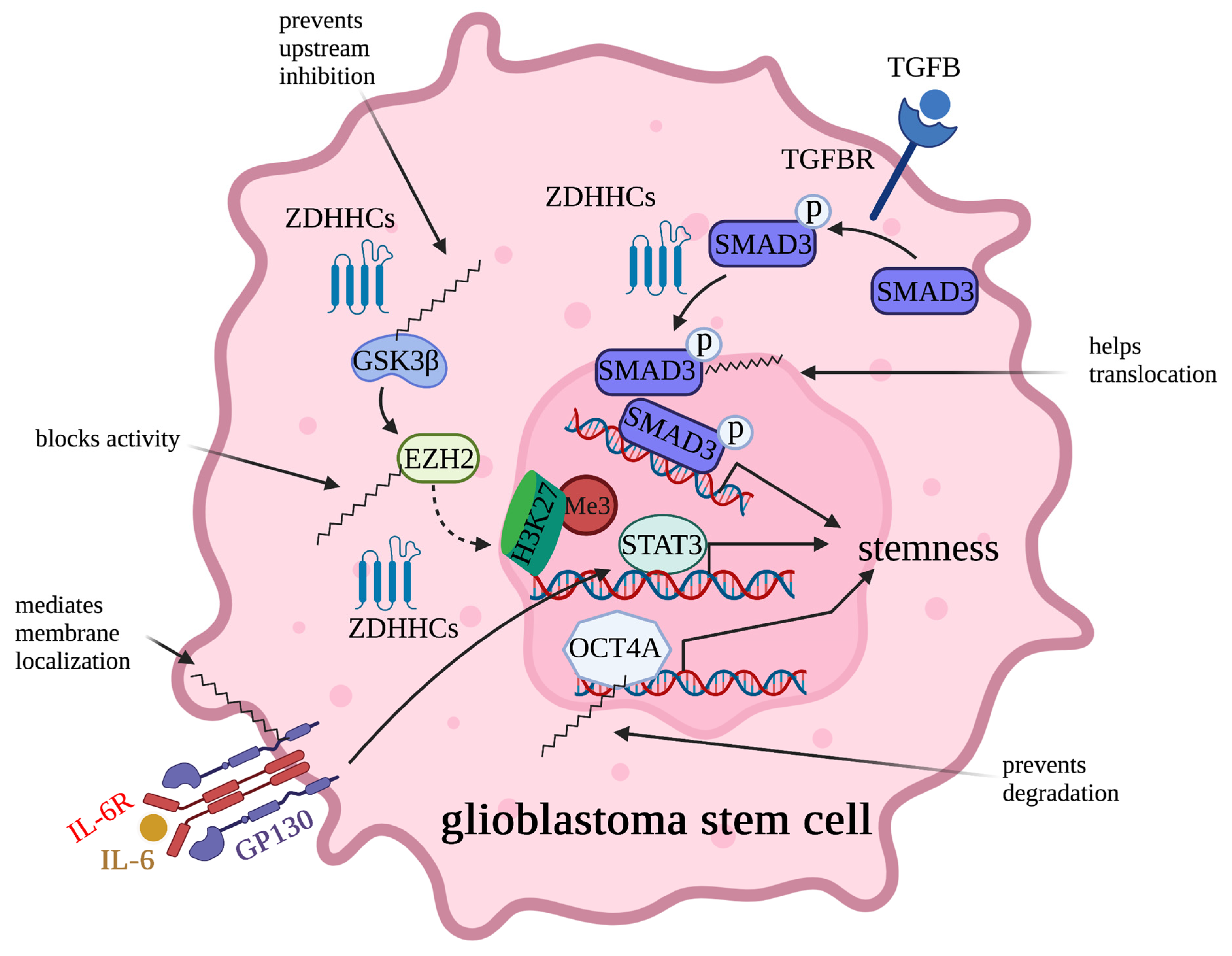 Cells 12 02209 g005 Cells 12 02209 g005