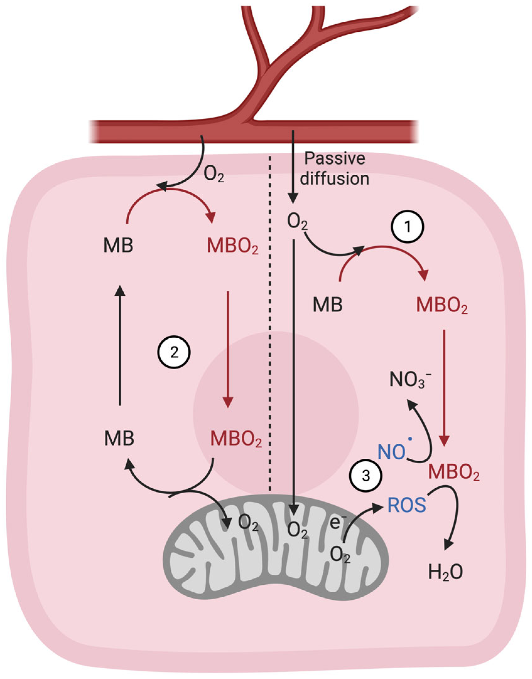 Cells 12 02240 g001 Cells 12 02240 g001