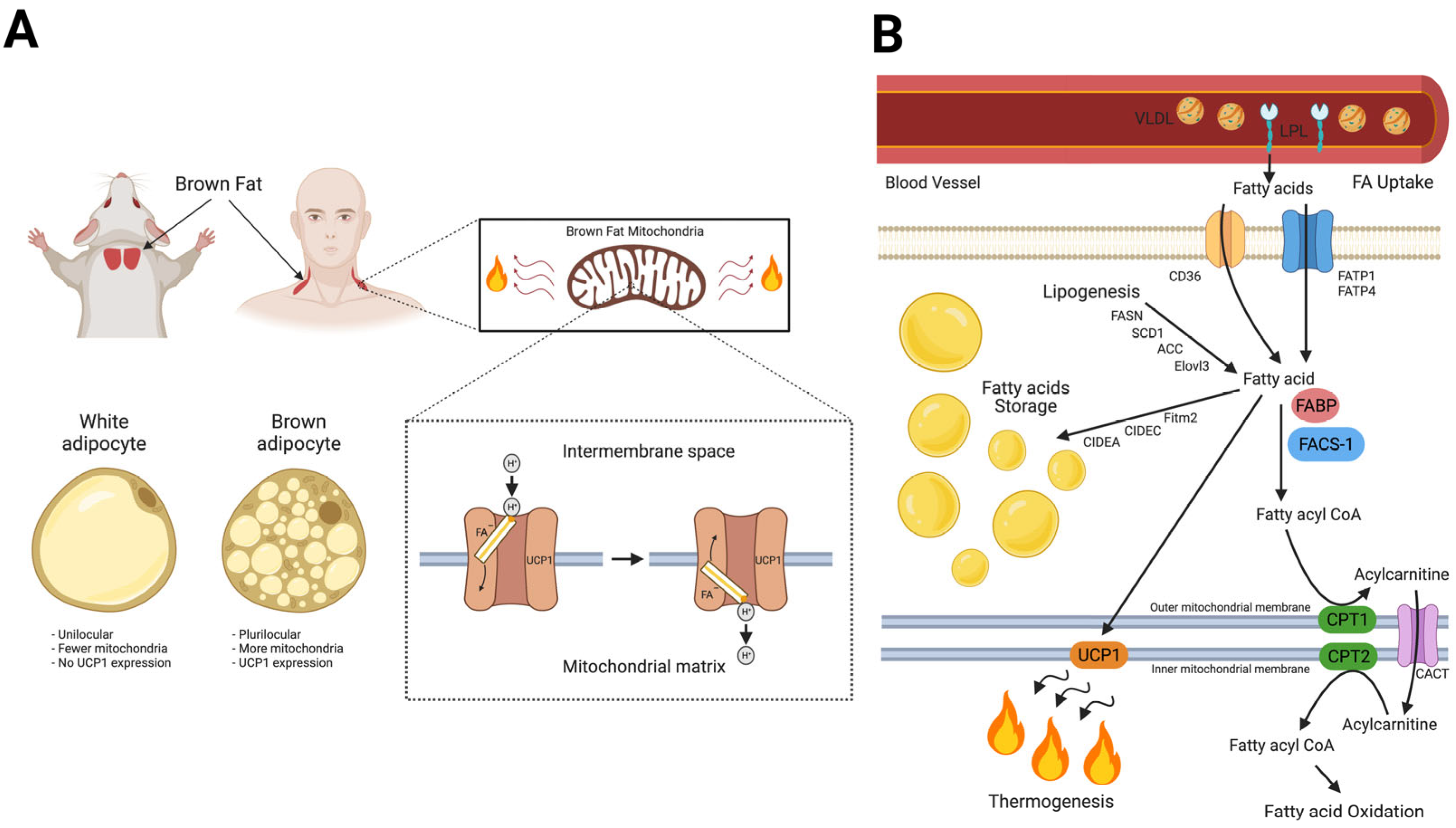 Cells 12 02240 g002 Cells 12 02240 g002
