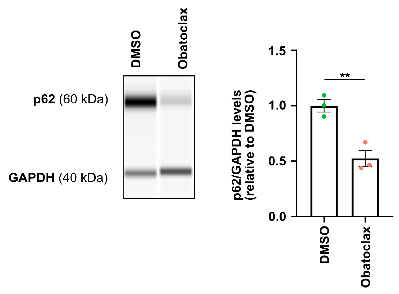 Cells 12 02247 g003 Cells 12 02247 g003