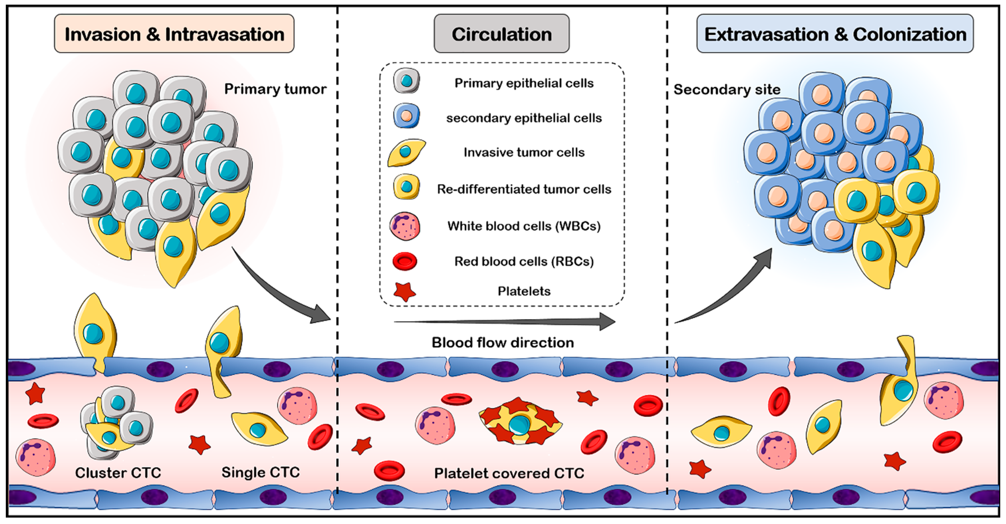 Cells 12 02260 g001 Cells 12 02260 g001