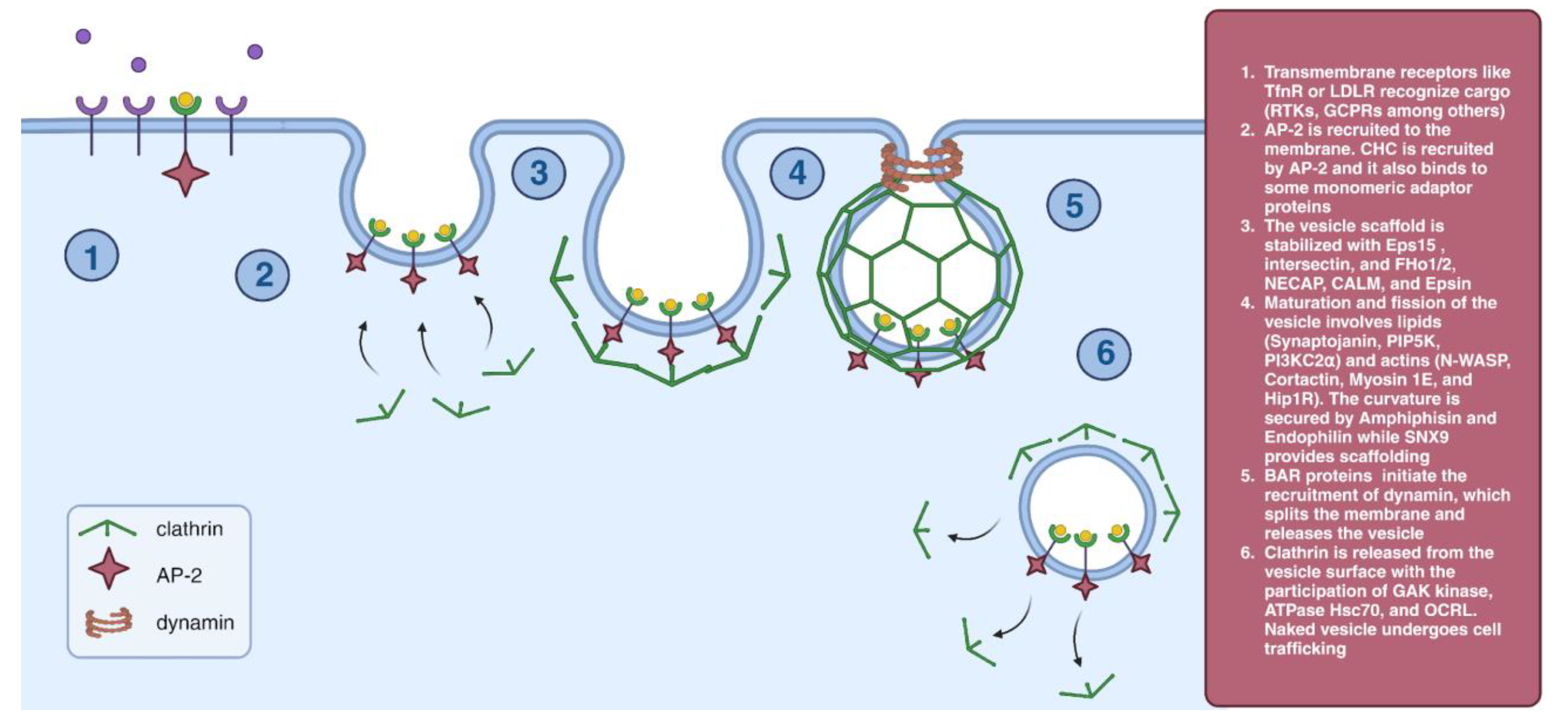 Cells 12 02312 g001 Cells 12 02312 g001