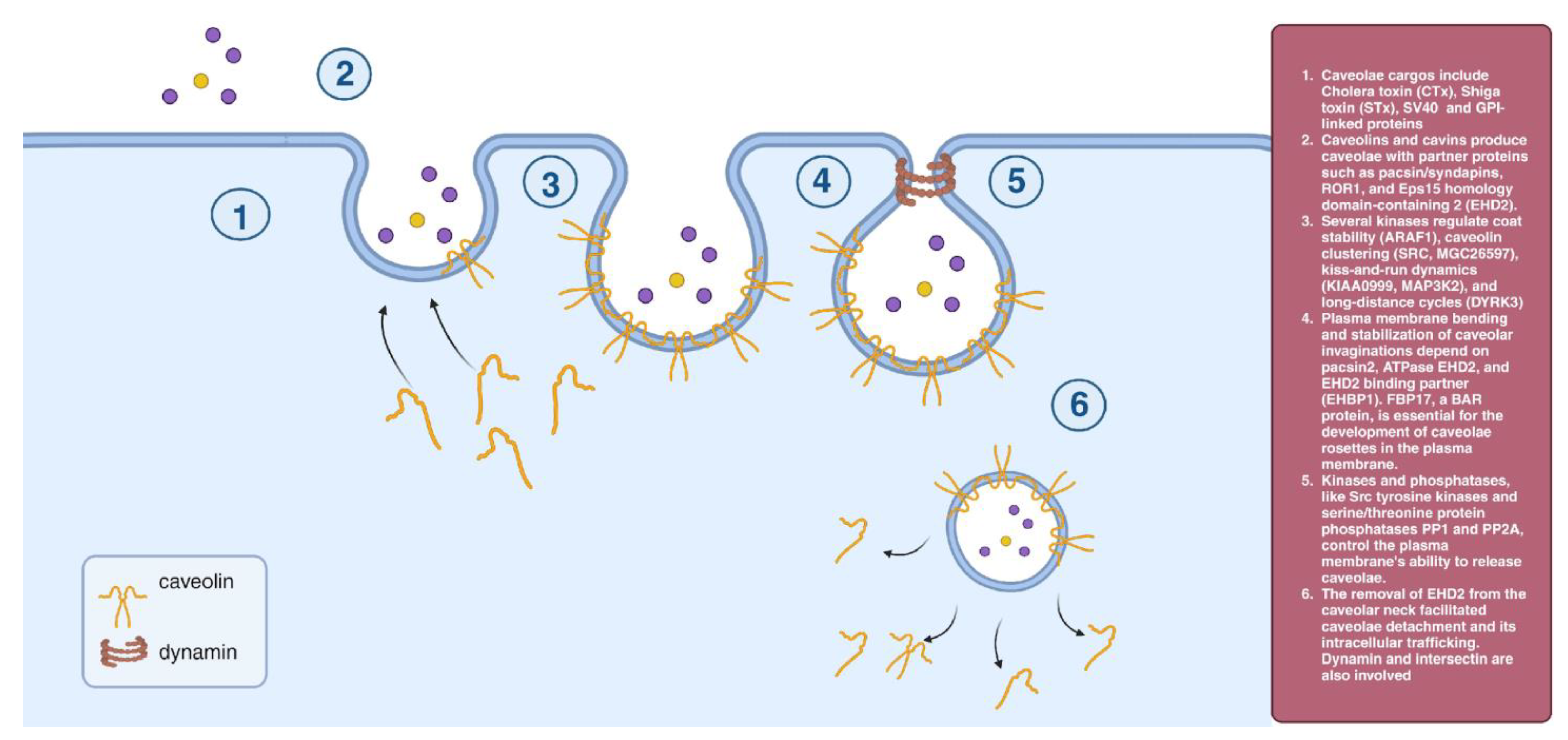 Cells 12 02312 g002 Cells 12 02312 g002