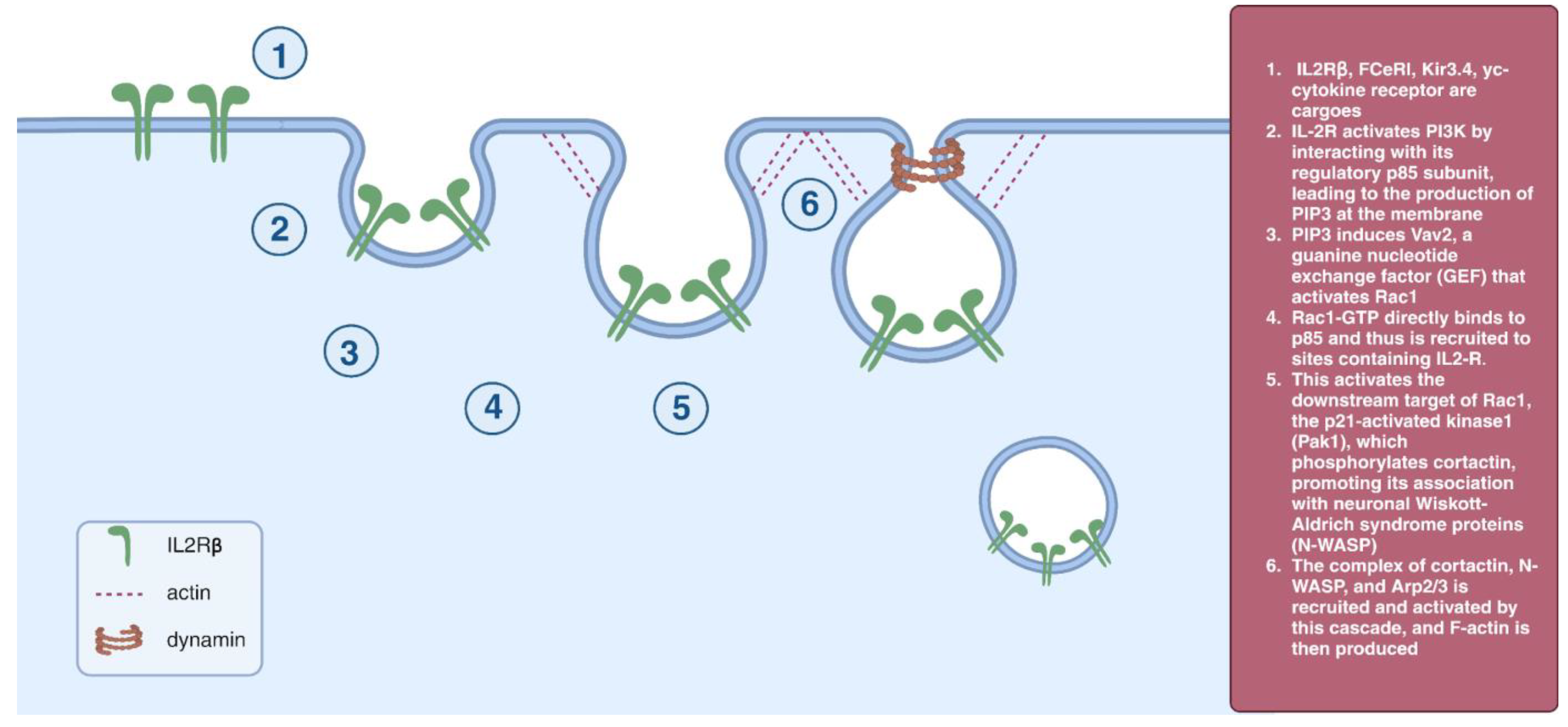 Cells 12 02312 g004 Cells 12 02312 g004