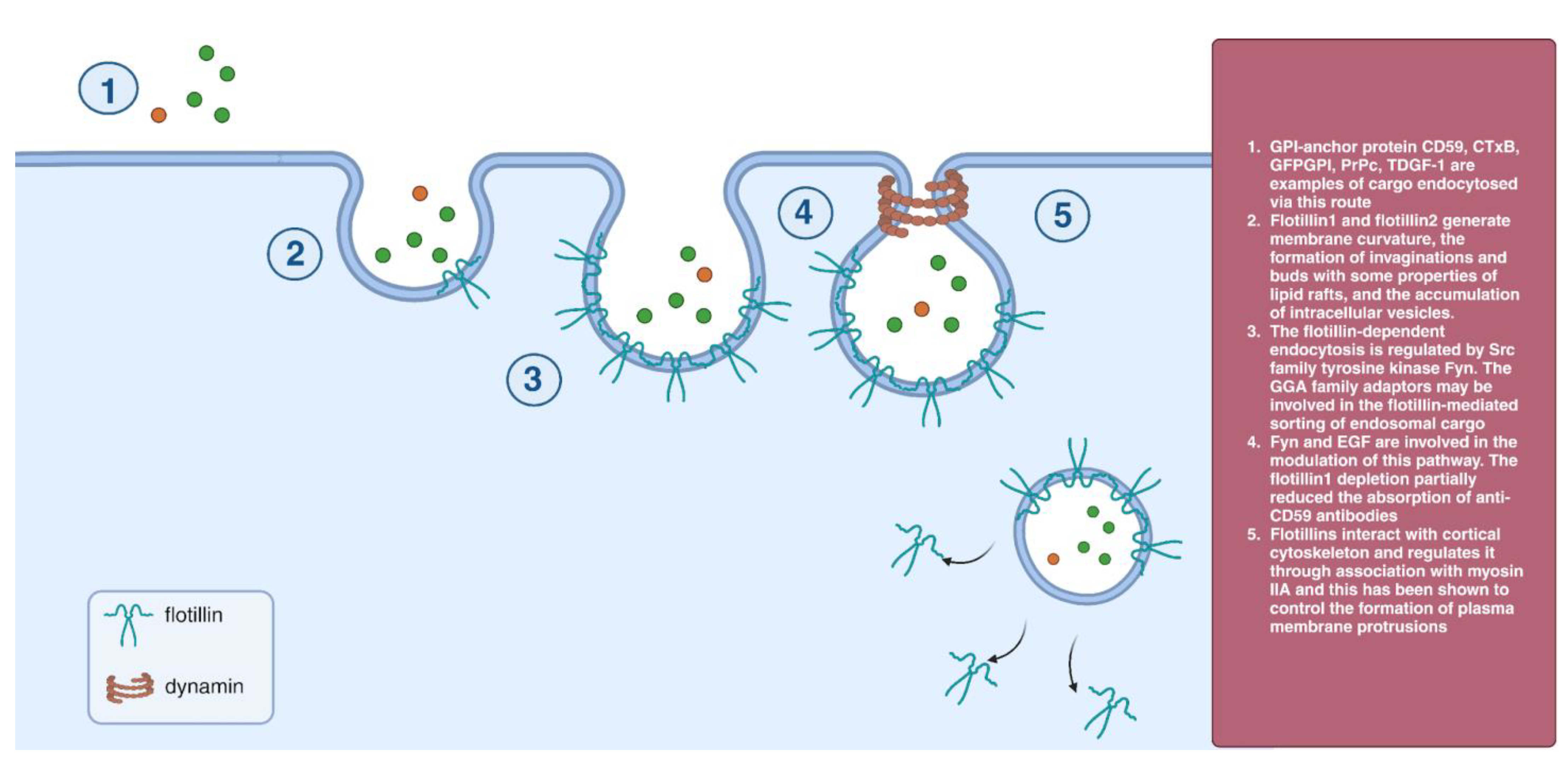 Cells 12 02312 g006 Cells 12 02312 g006