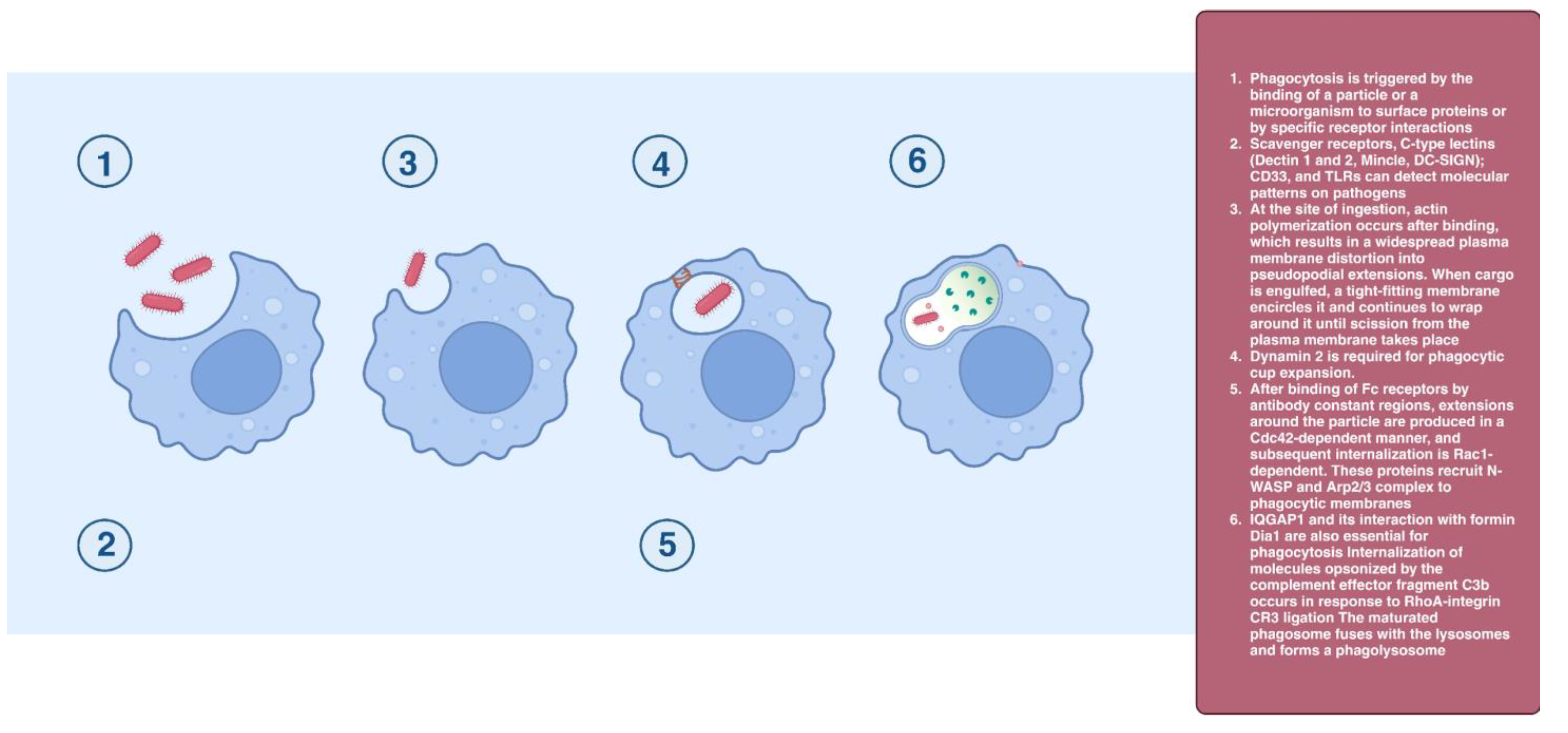 Cells 12 02312 g007 Cells 12 02312 g007