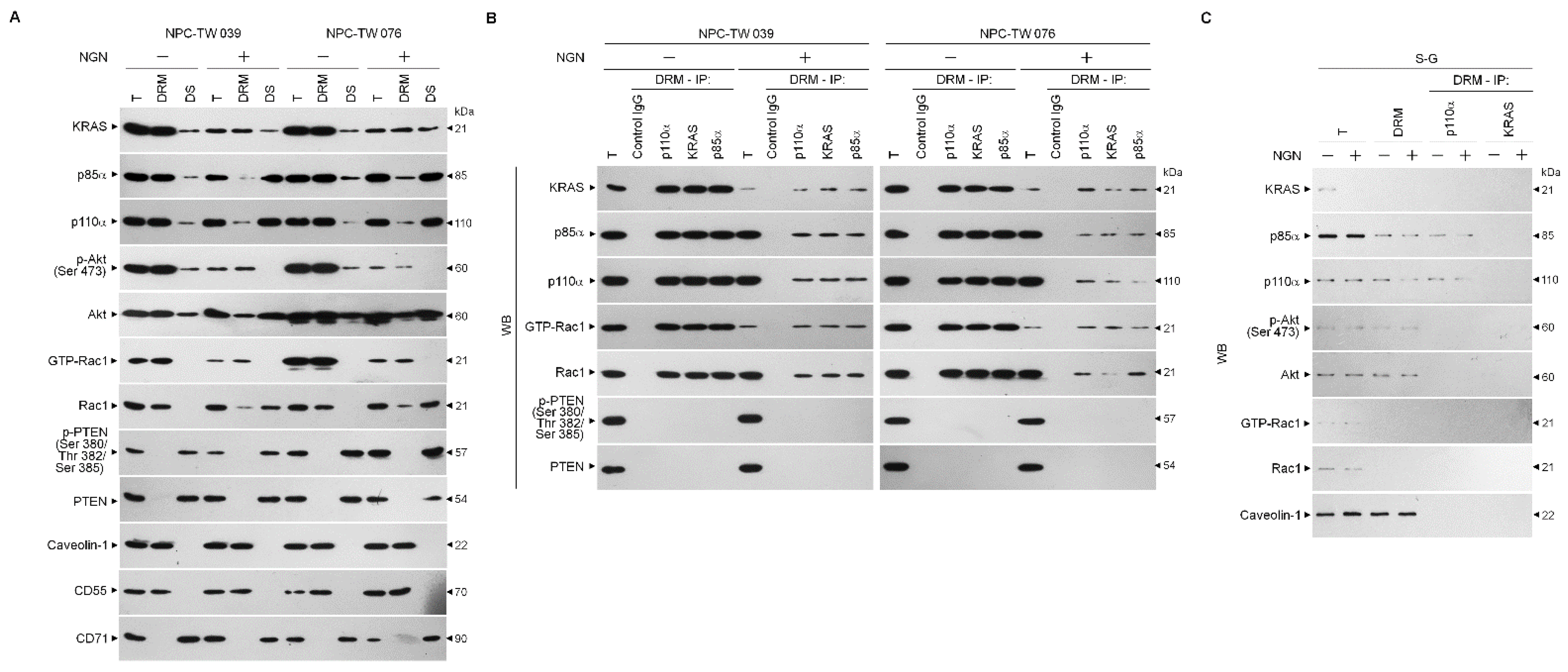 Cells 12 02313 g002 Cells 12 02313 g002