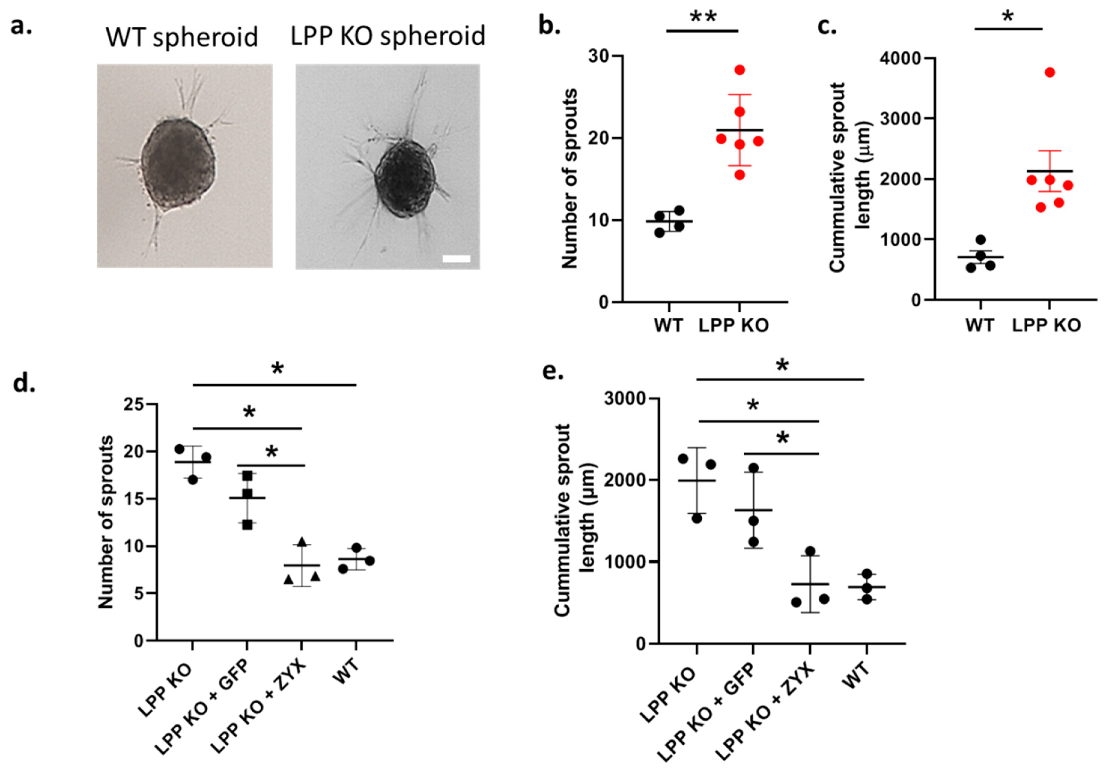 Cells 12 02315 g004 Cells 12 02315 g004