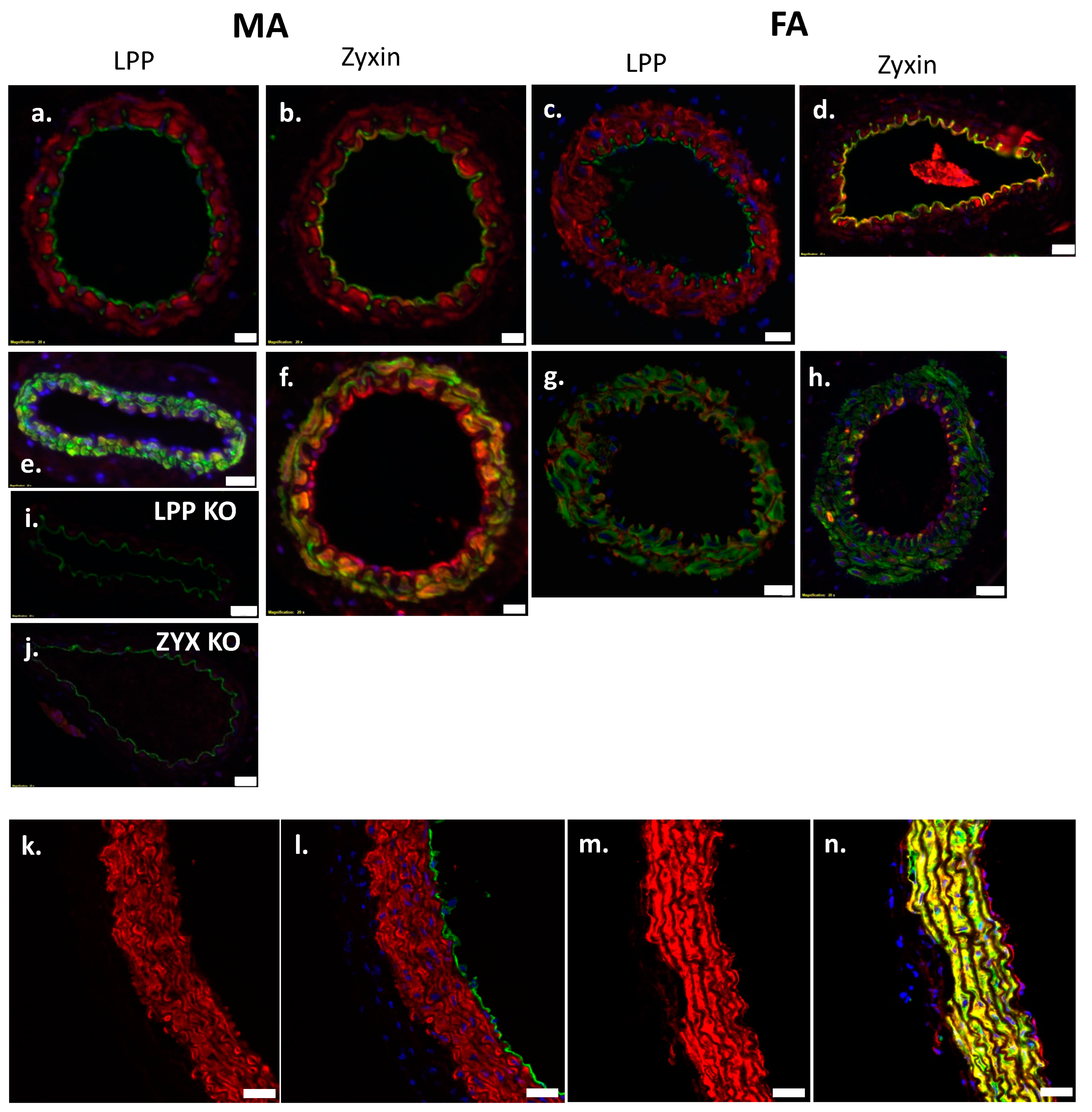 Cells 12 02315 g006 Cells 12 02315 g006