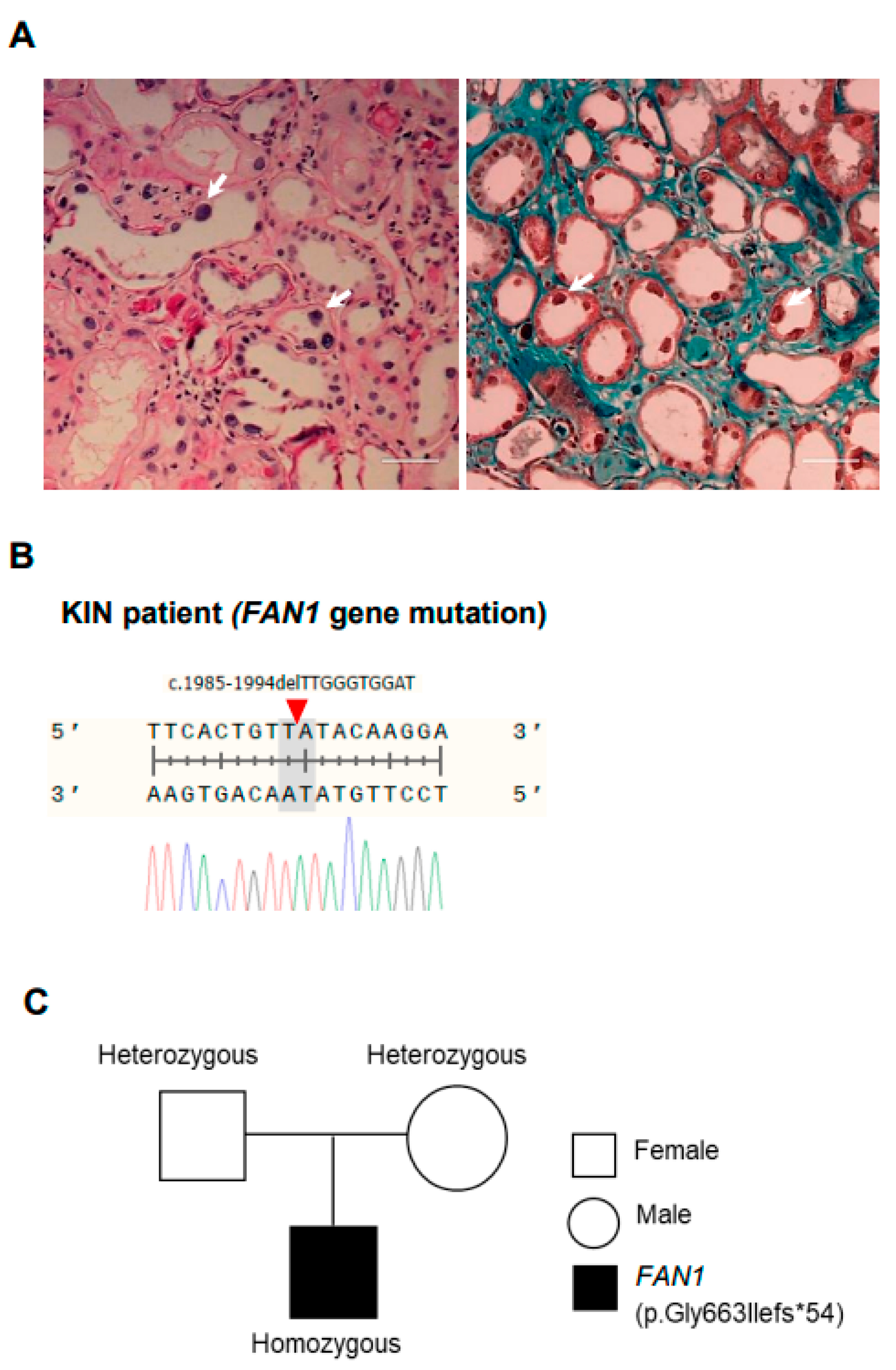 Cells 12 02319 g001 Cells 12 02319 g001