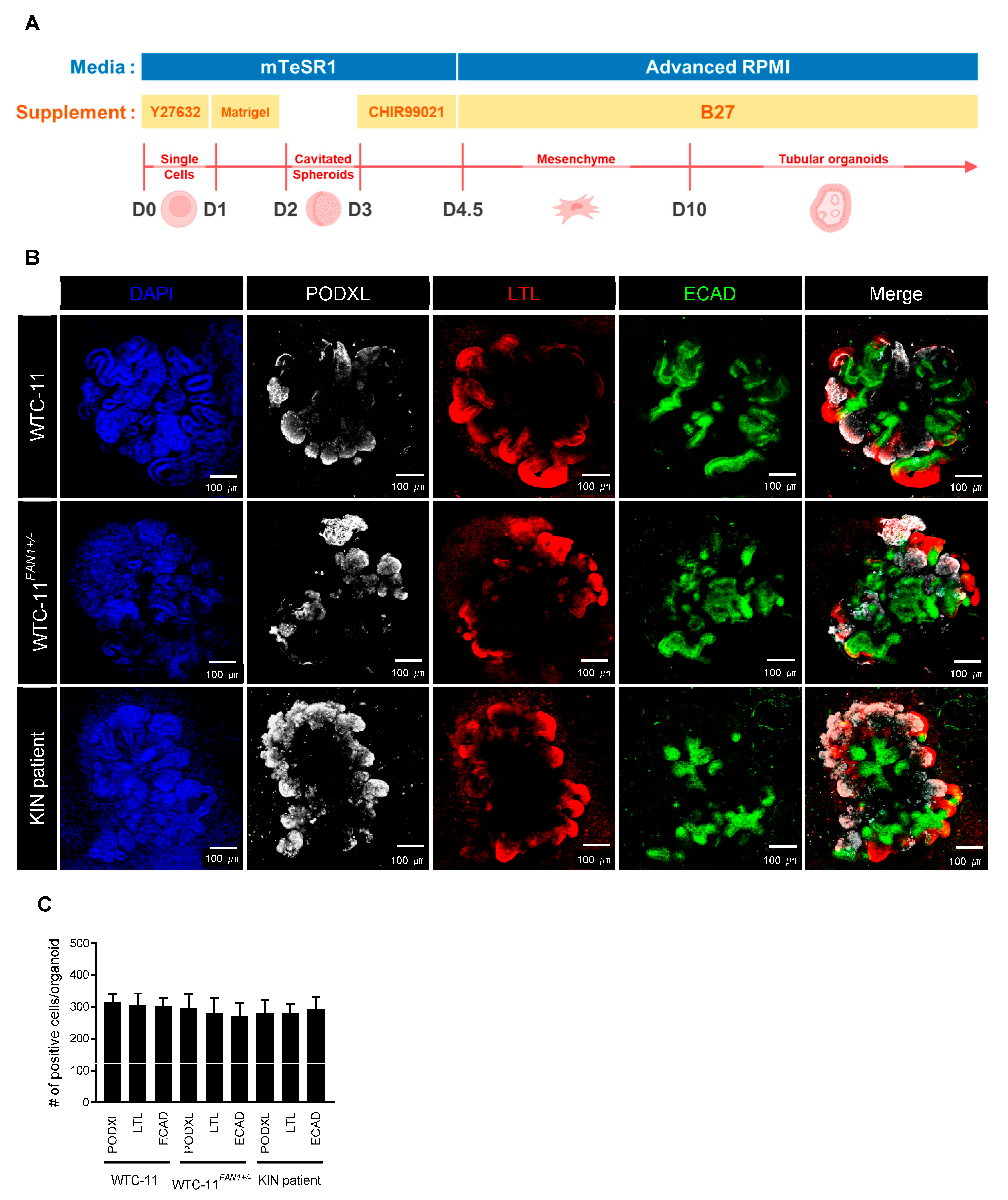 Cells 12 02319 g003 Cells 12 02319 g003