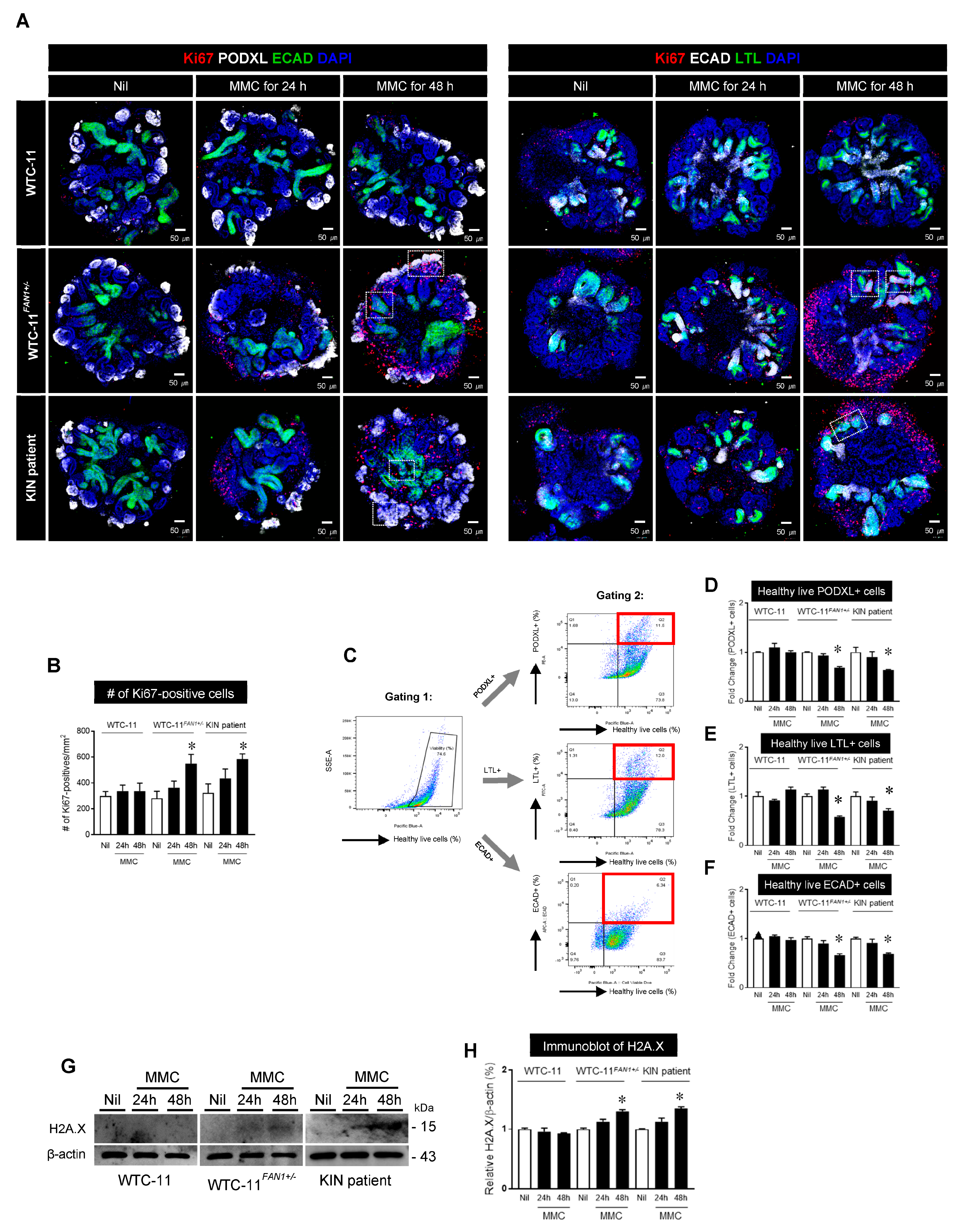 Cells 12 02319 g004 Cells 12 02319 g004