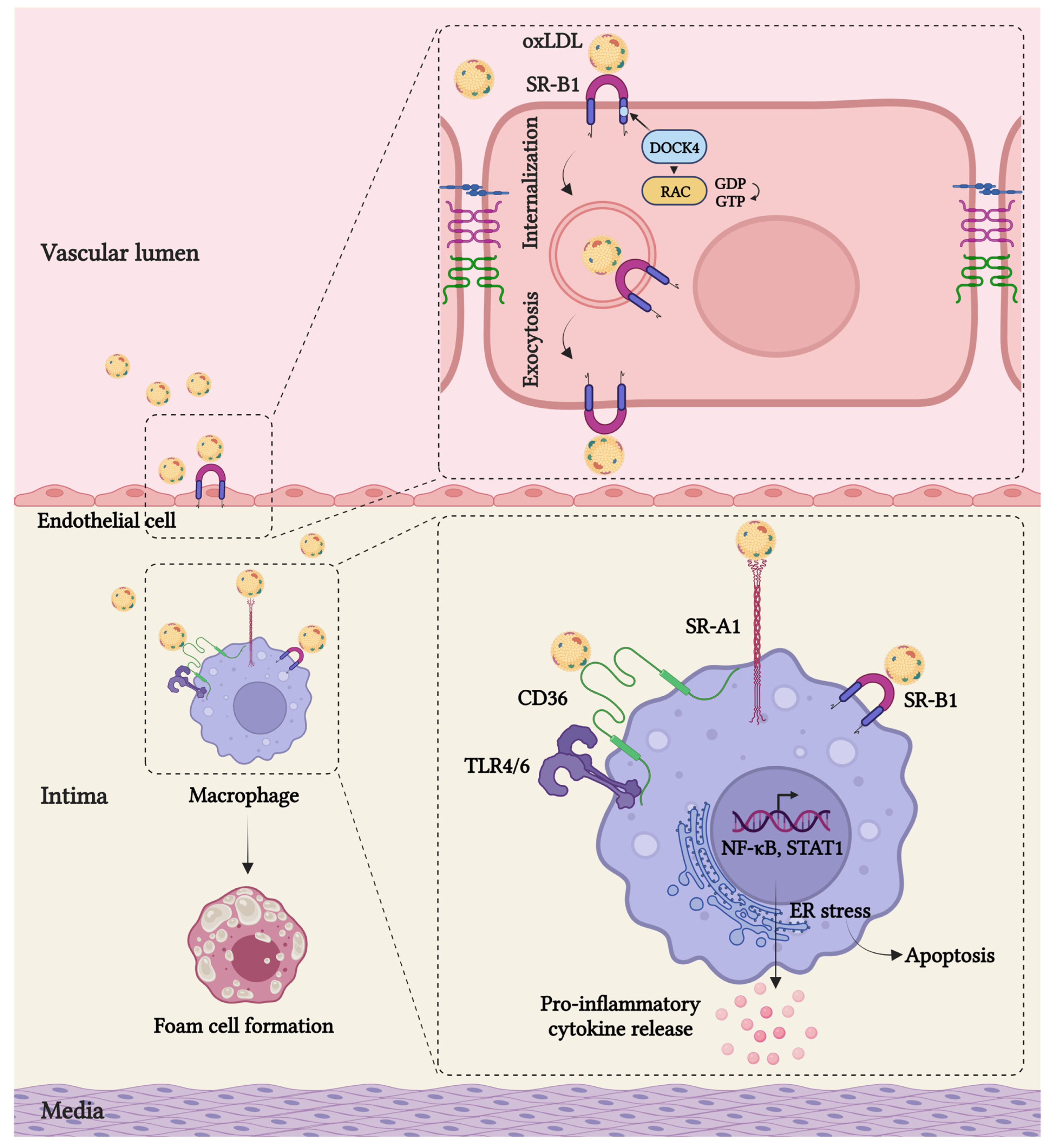 Cells 12 02359 g001 Cells 12 02359 g001