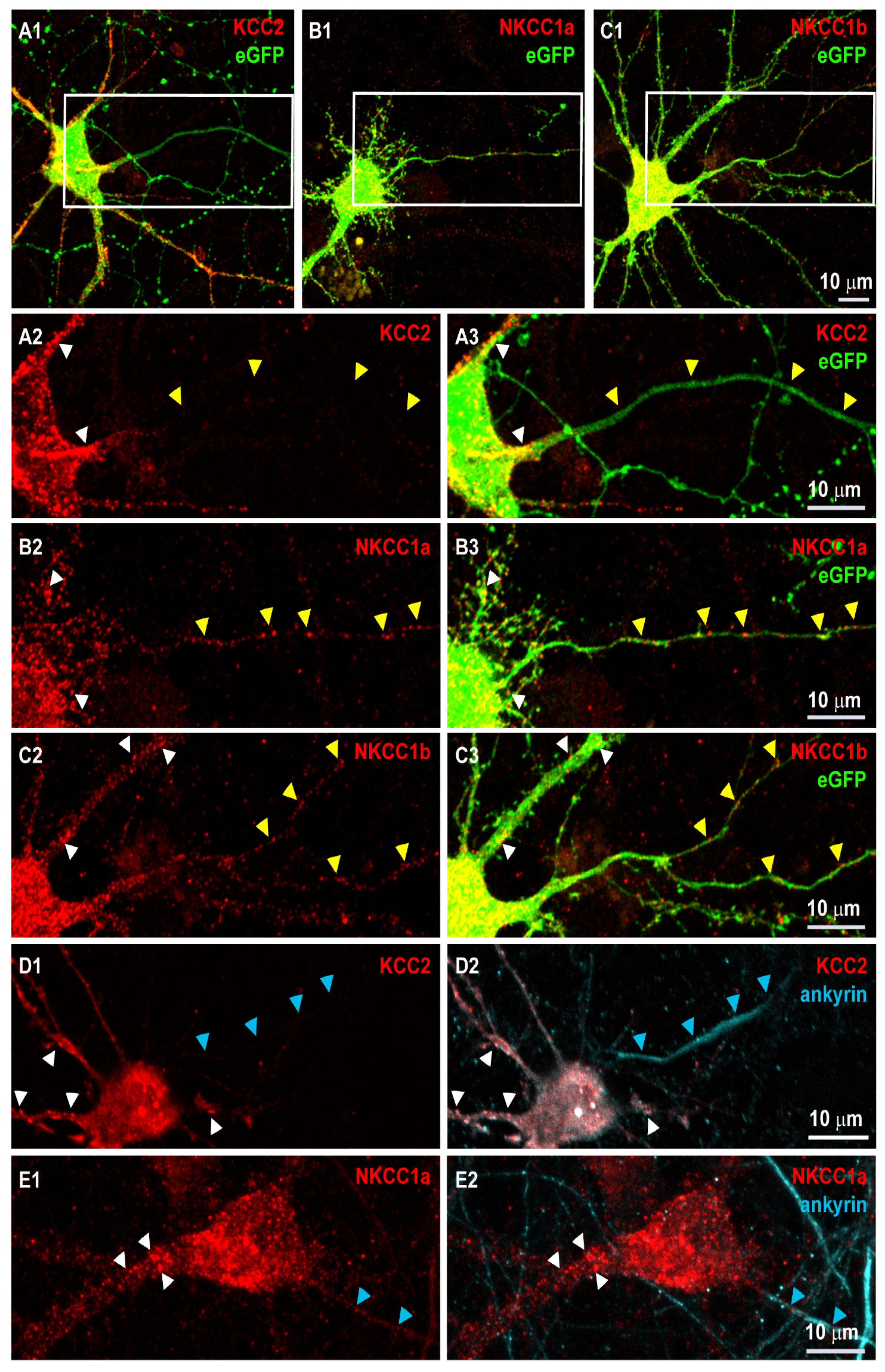 Cells 12 02363 g001 Cells 12 02363 g001