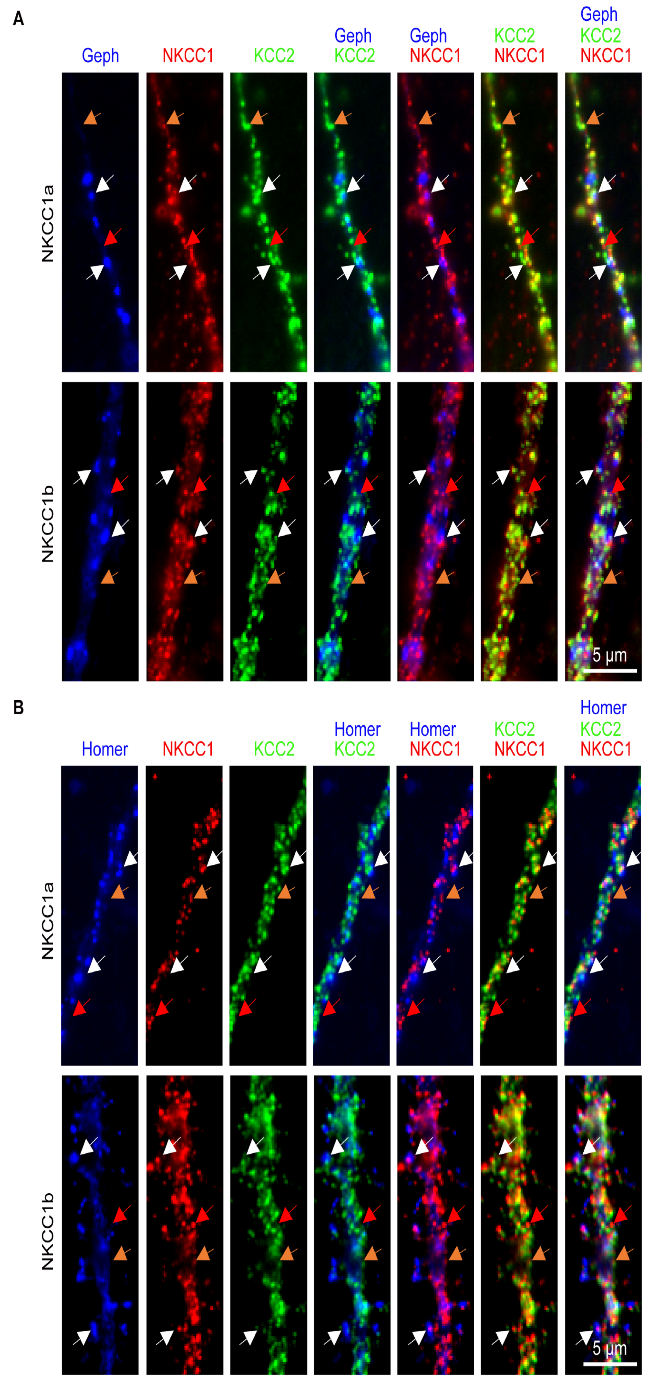 Cells 12 02363 g002 Cells 12 02363 g002