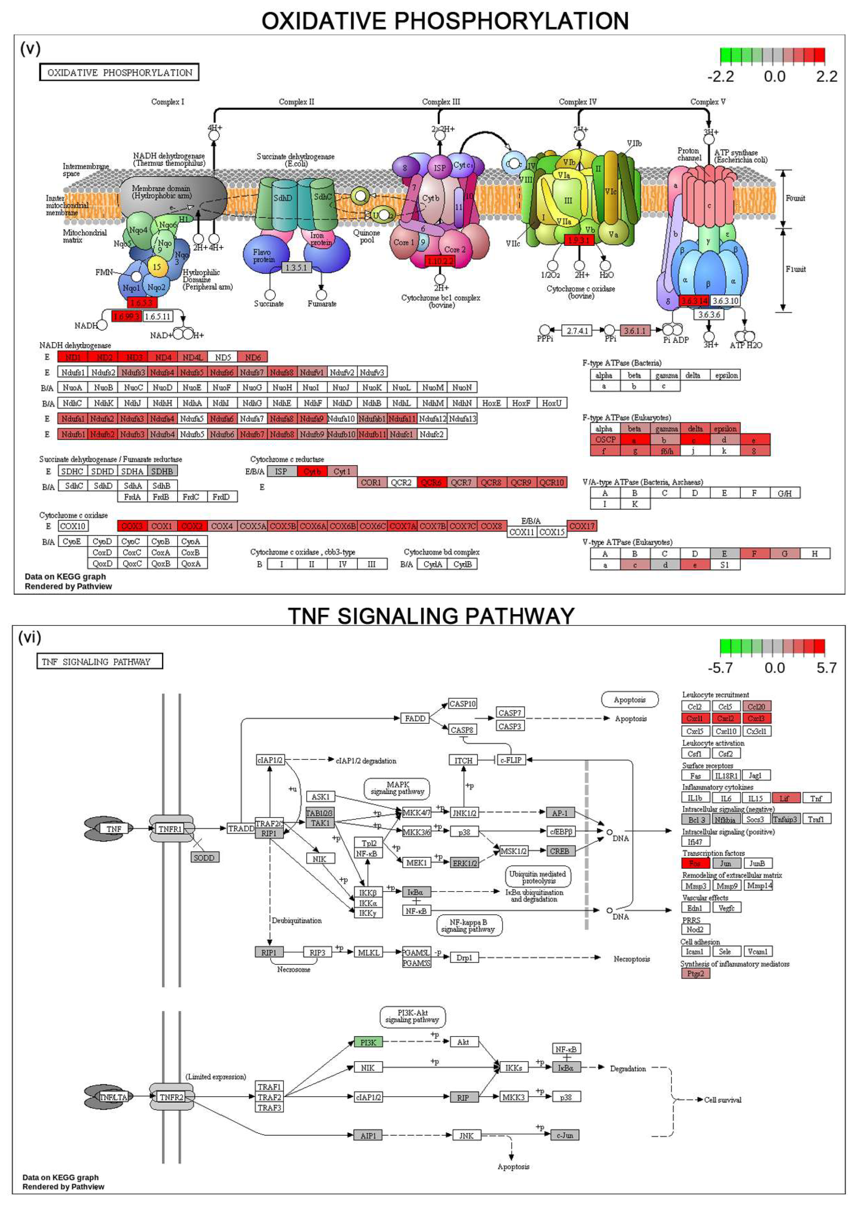Cells 12 02367 g007c