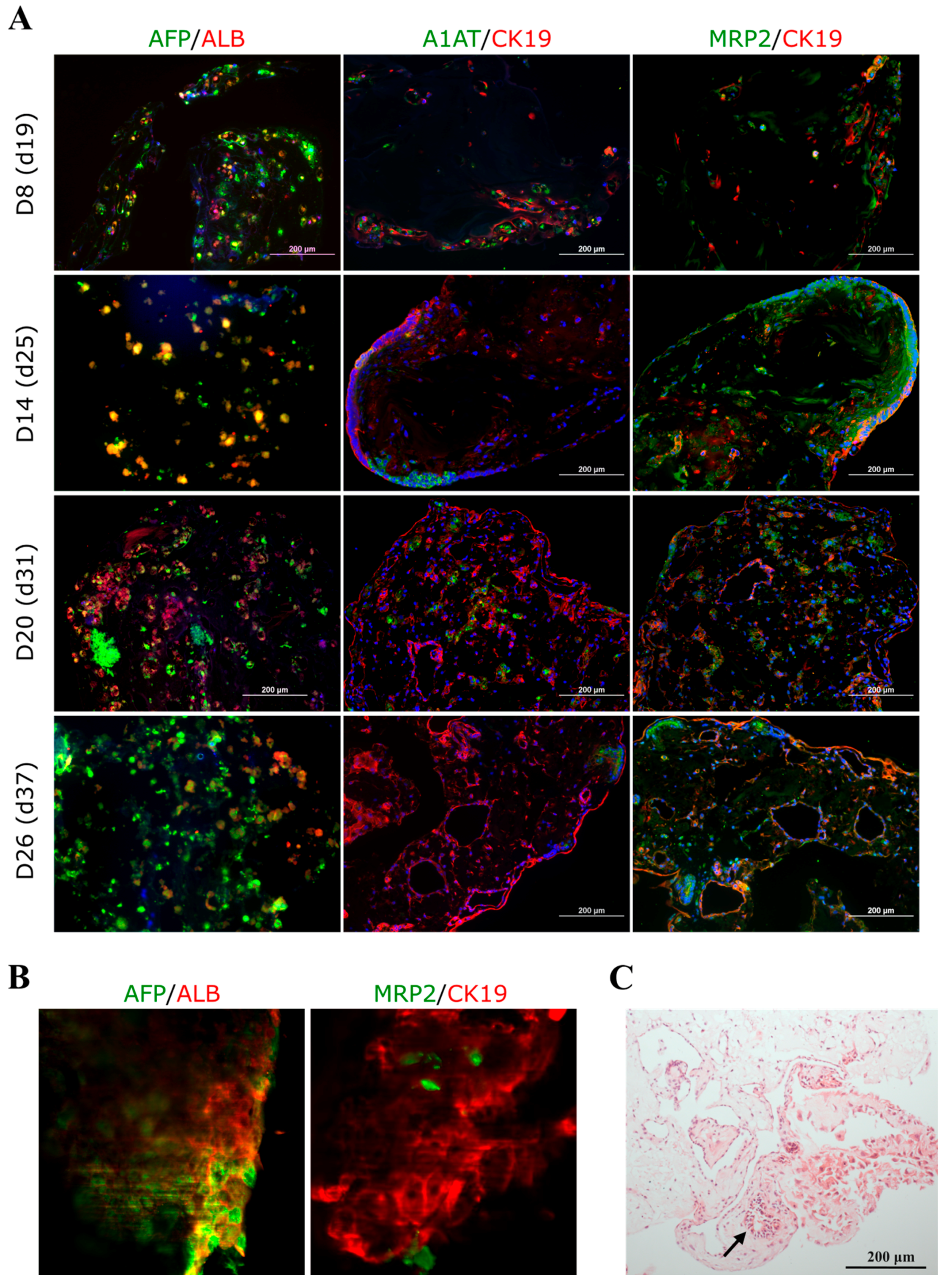 Cells 12 02368 g003 Cells 12 02368 g003