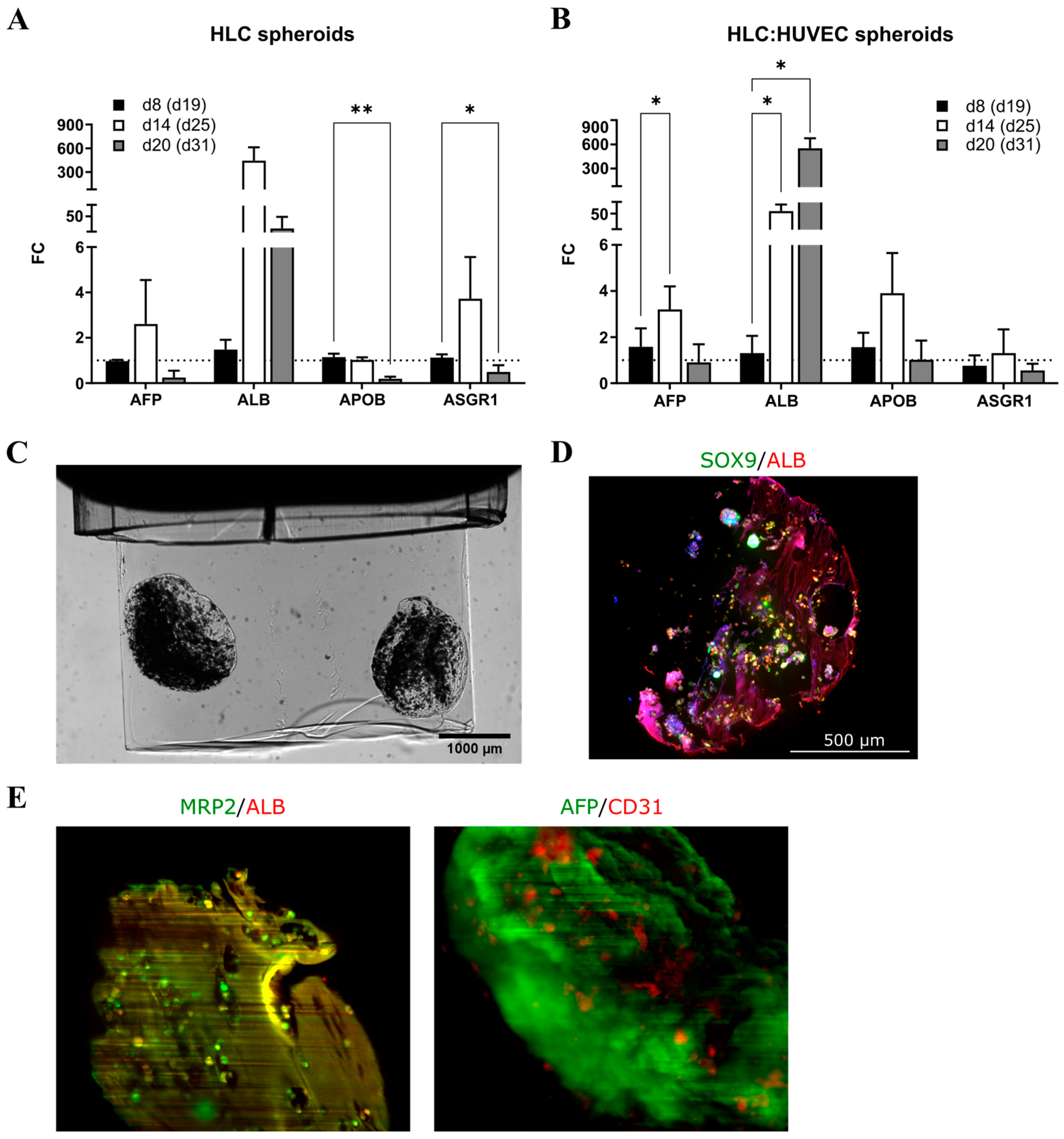 Cells 12 02368 g005 Cells 12 02368 g005
