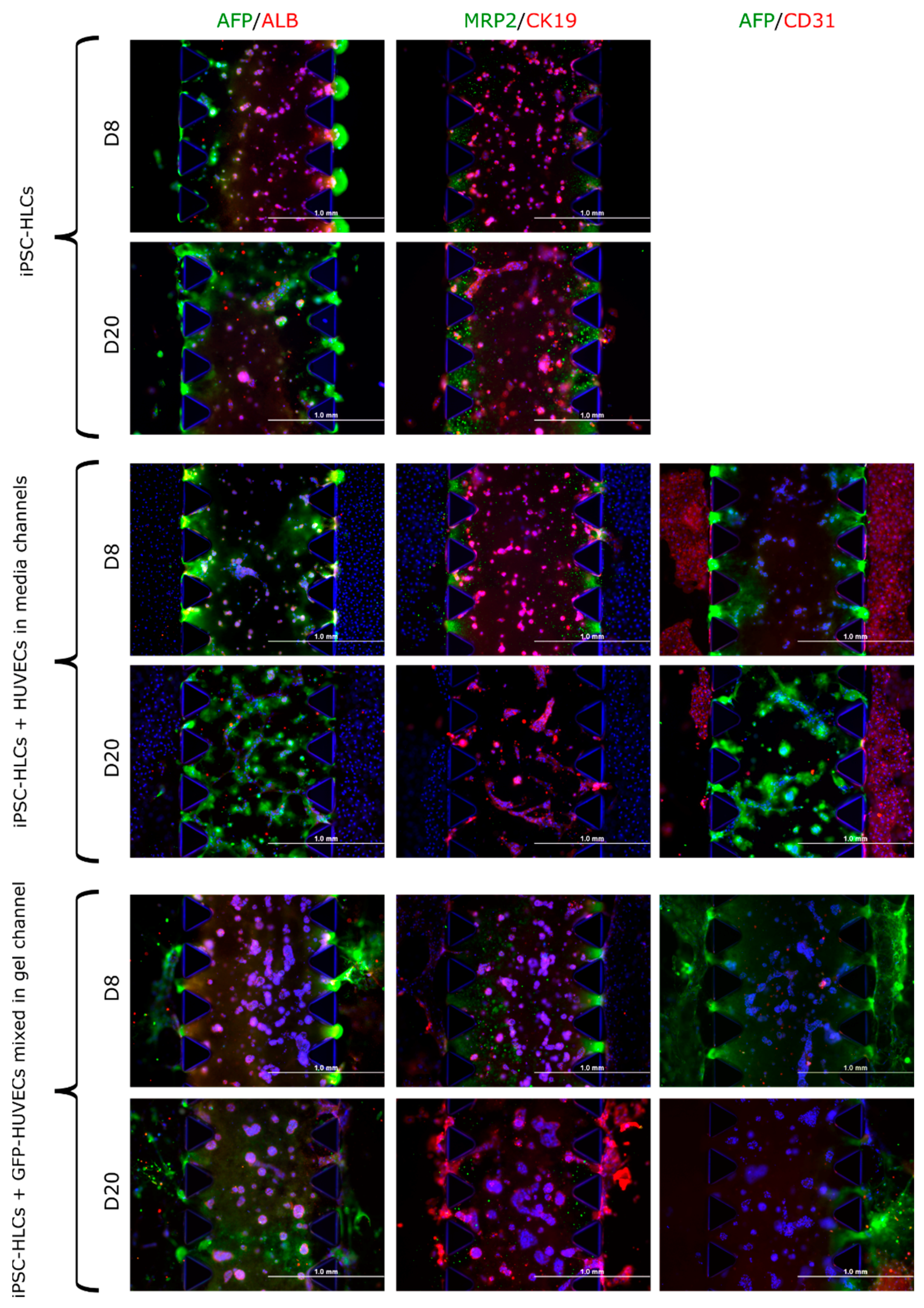 Cells 12 02368 g006 Cells 12 02368 g006