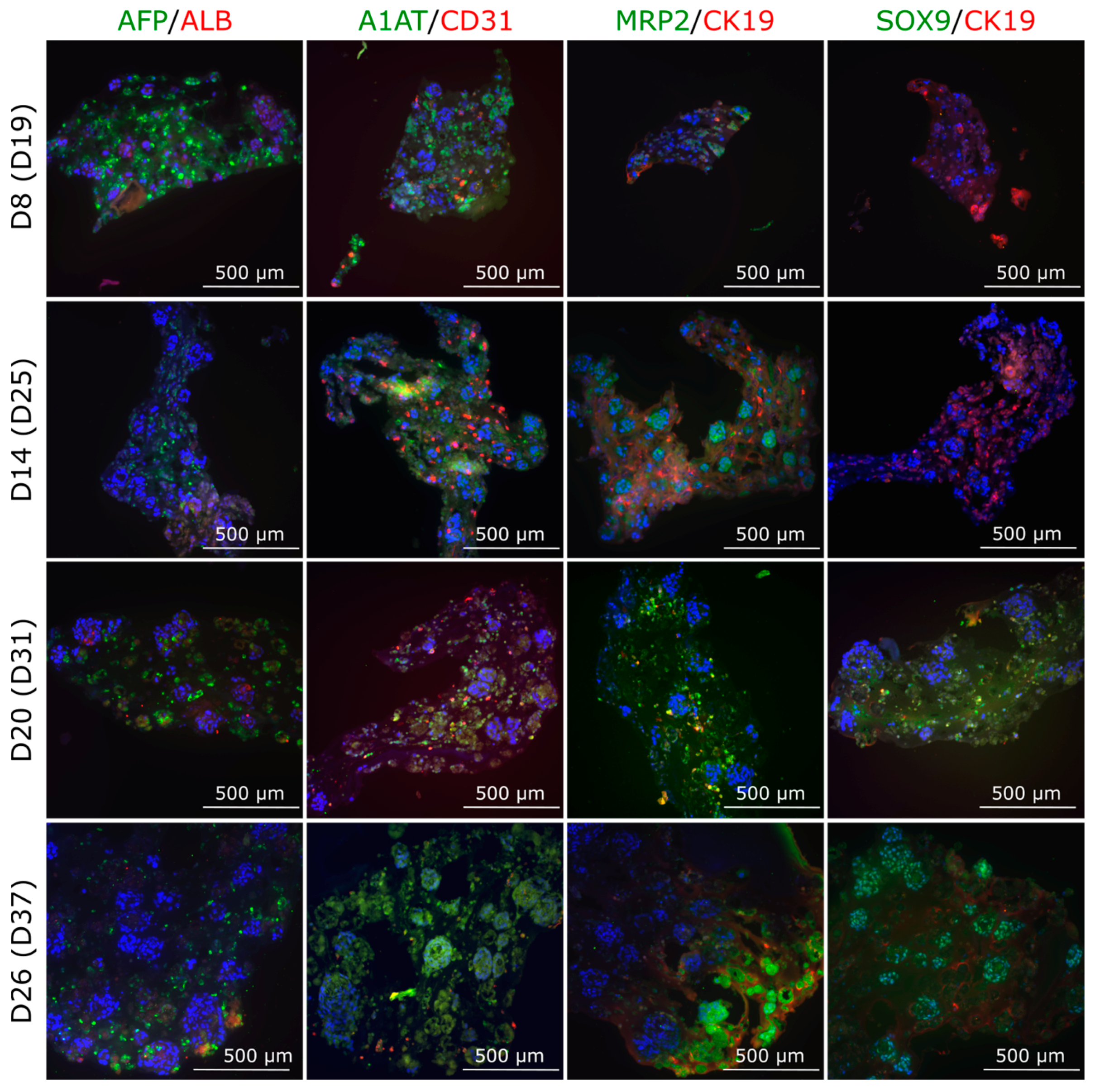 Cells 12 02368 g008 Cells 12 02368 g008