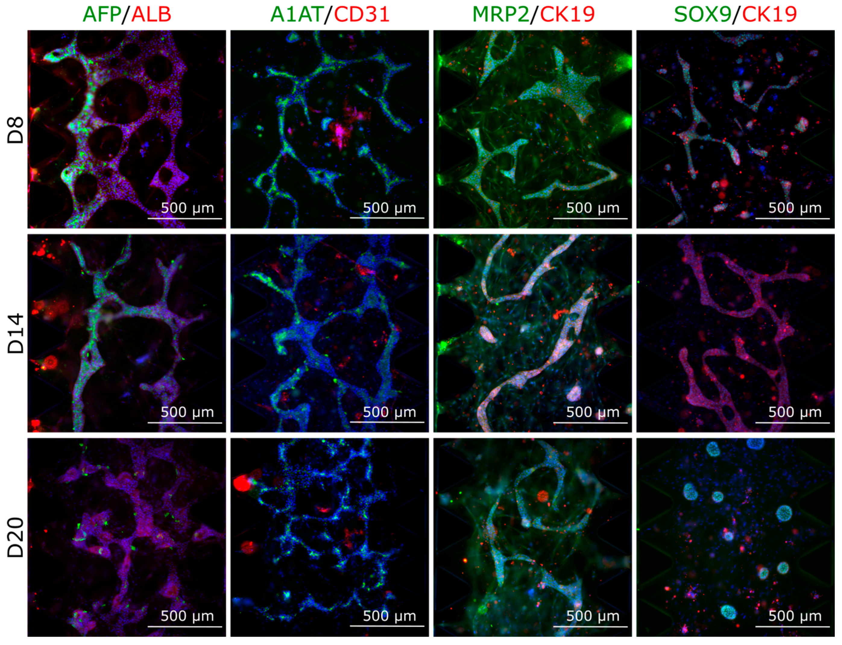 Cells 12 02368 g010 Cells 12 02368 g010