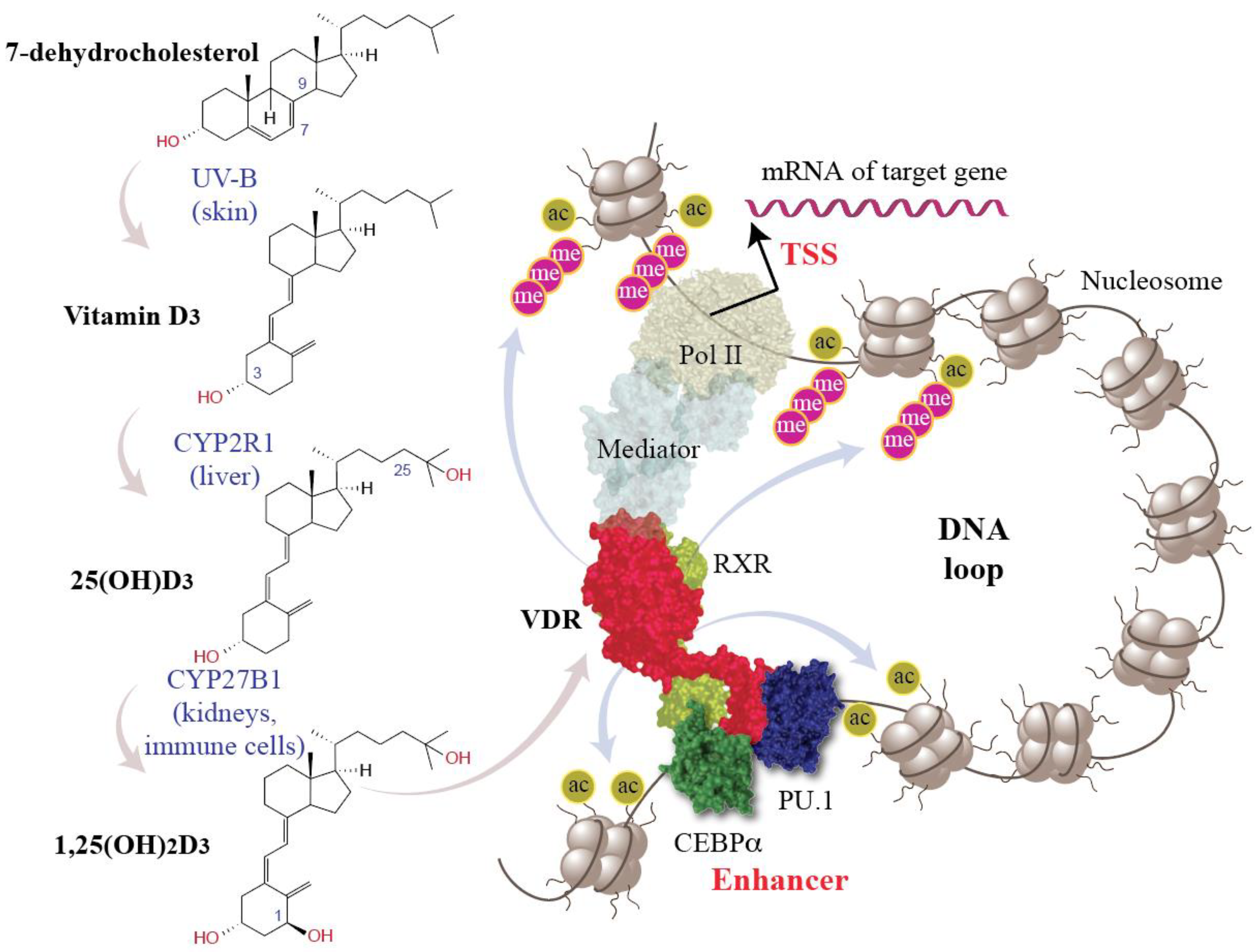 Cells 12 02391 g002 Cells 12 02391 g002