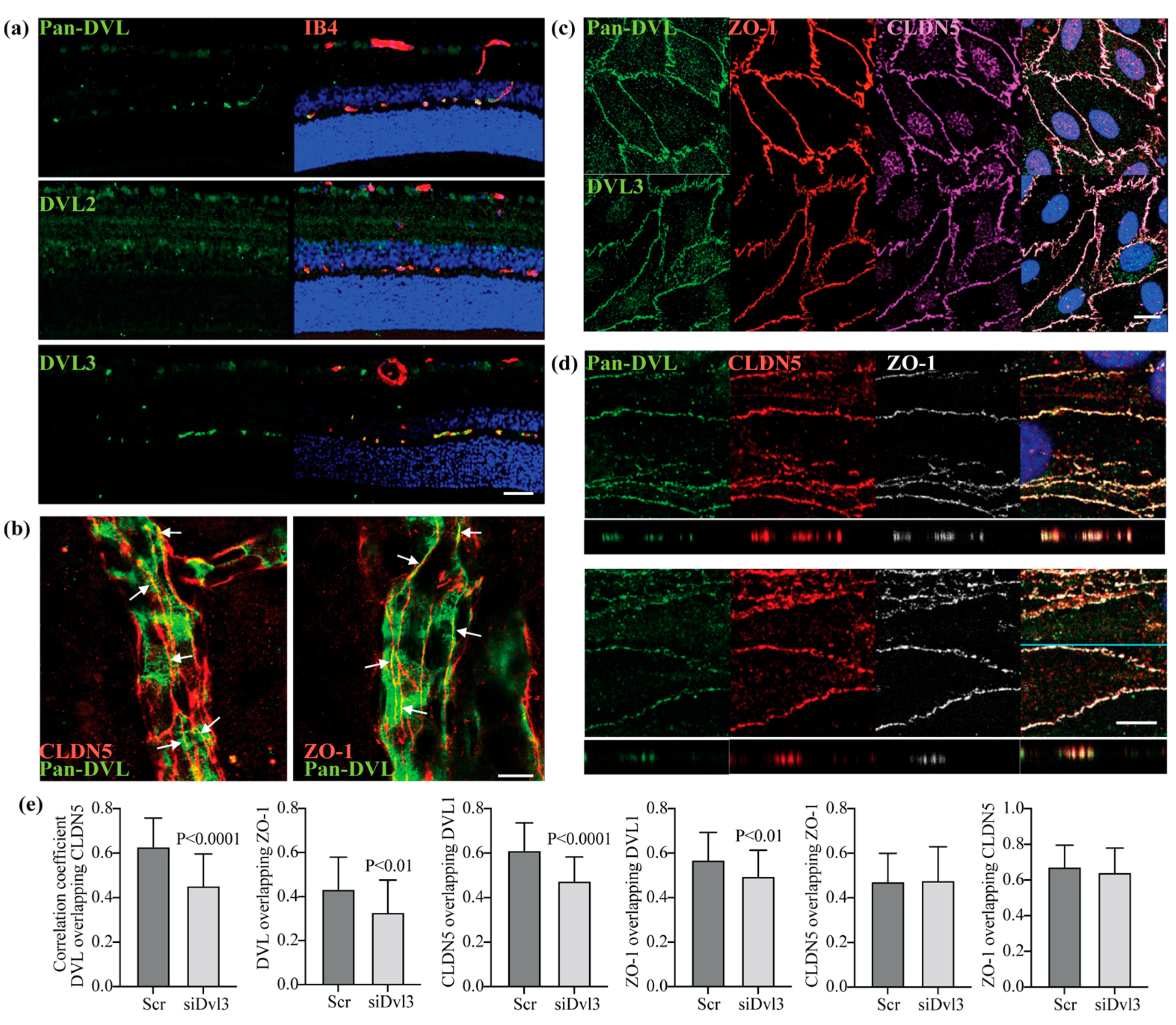 Cells 12 02402 g001