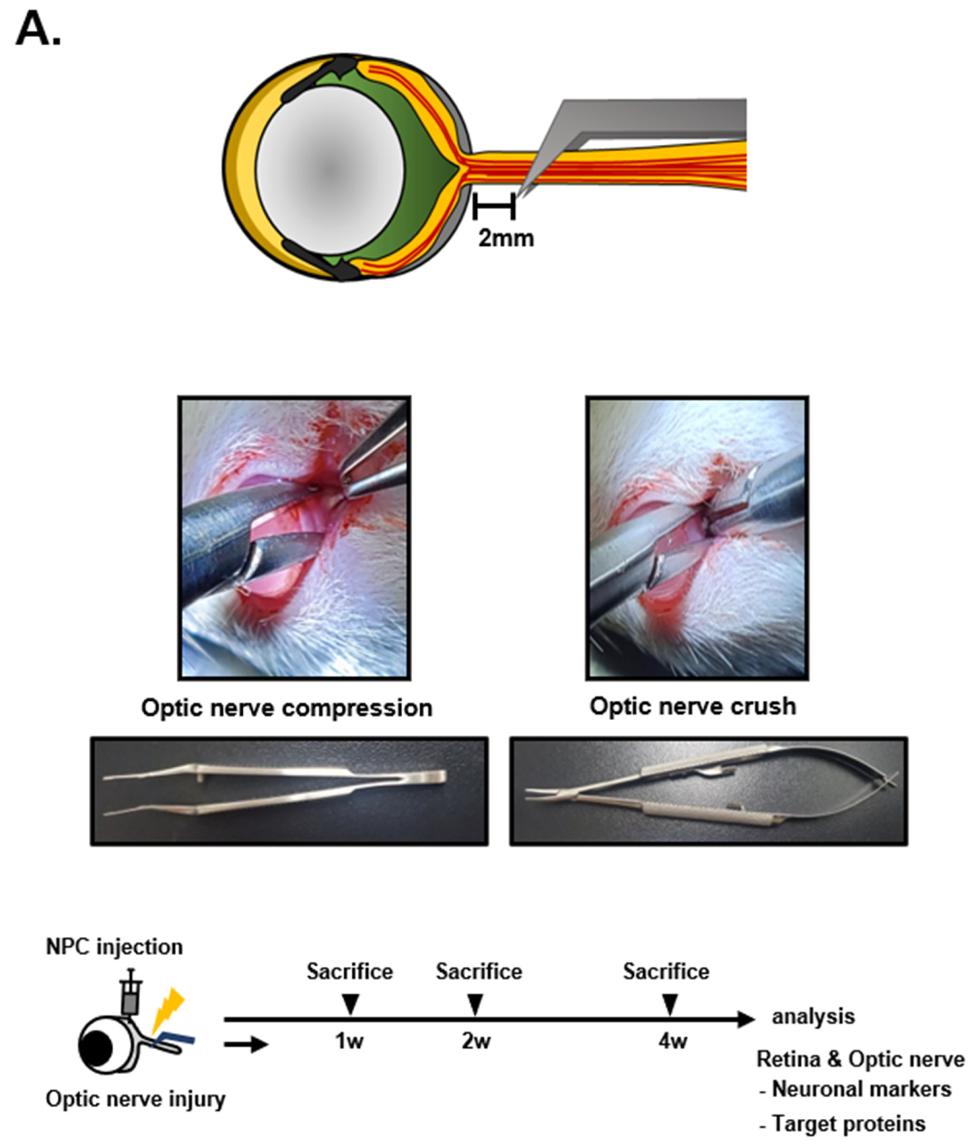 Cells 12 02412 g001a