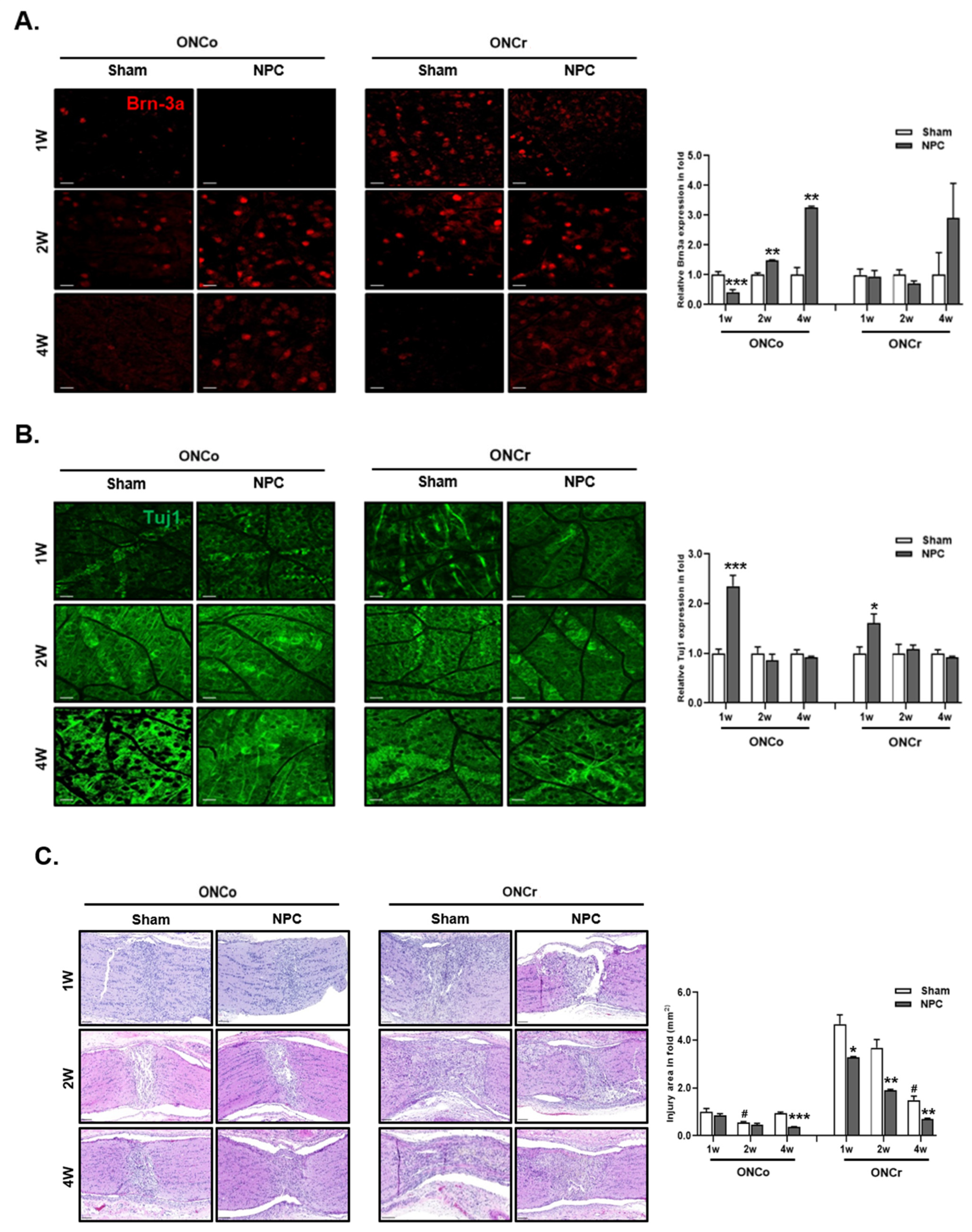 Cells 12 02412 g002a