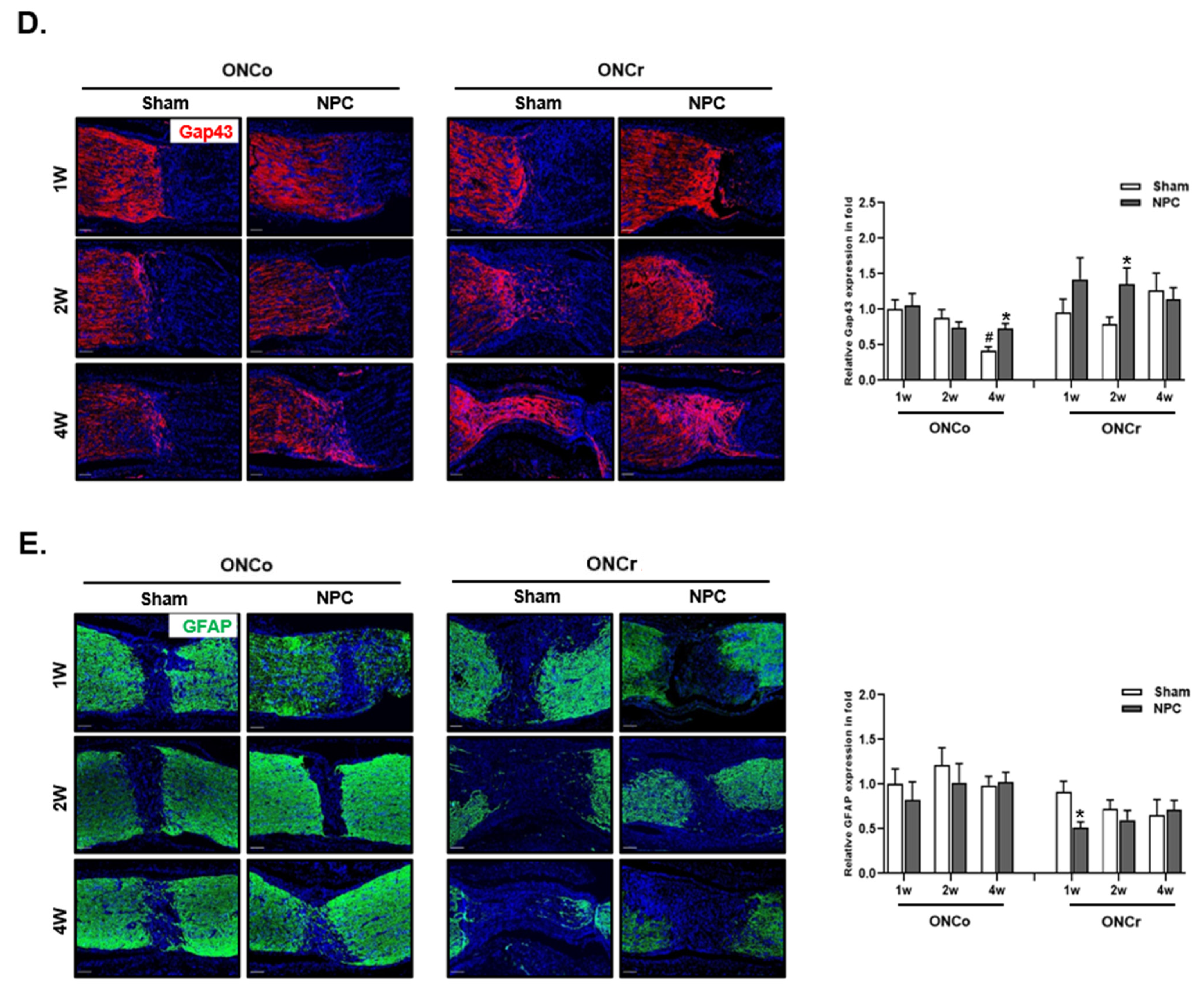 Cells 12 02412 g002b