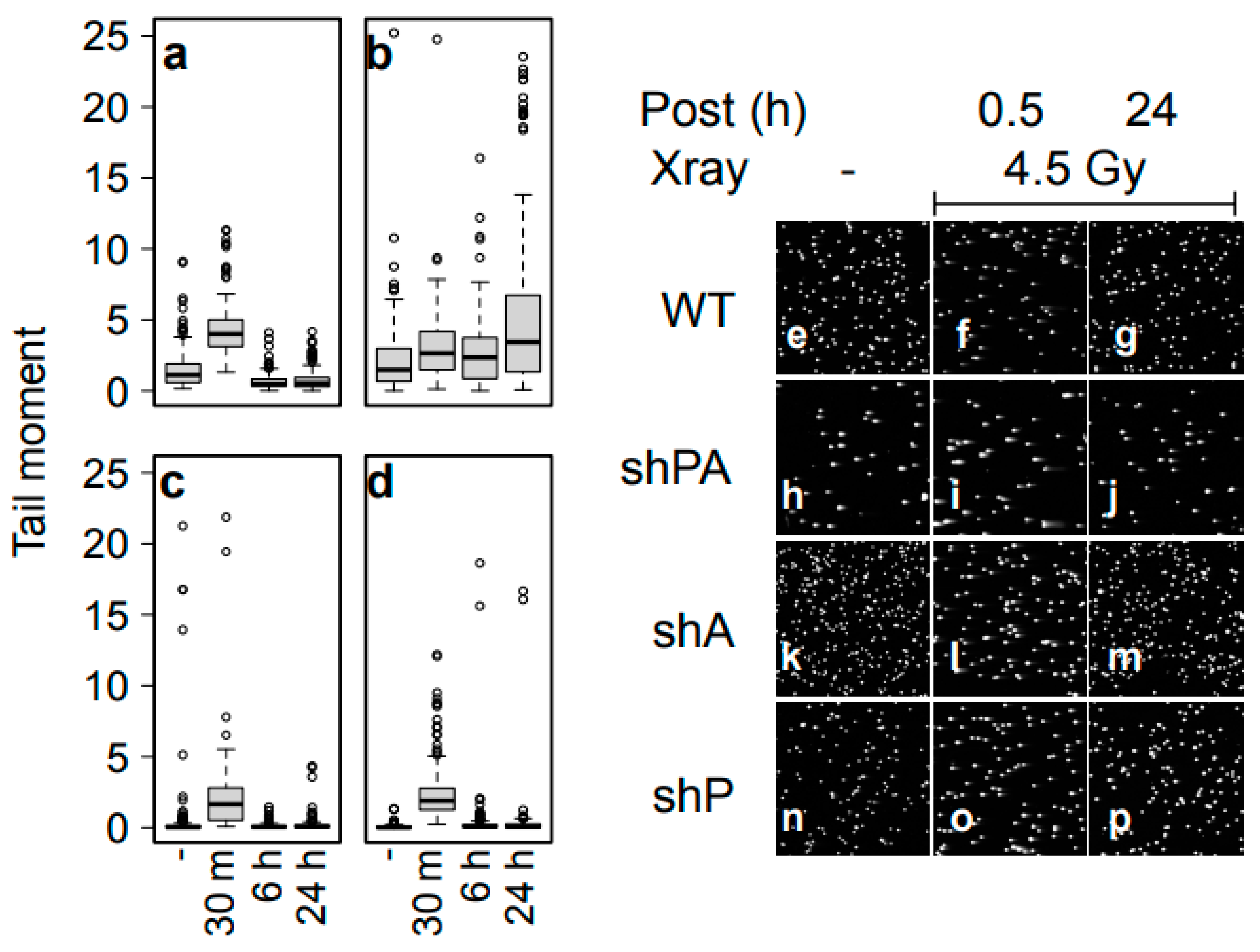 Cells 12 02425 g006 Cells 12 02425 g006