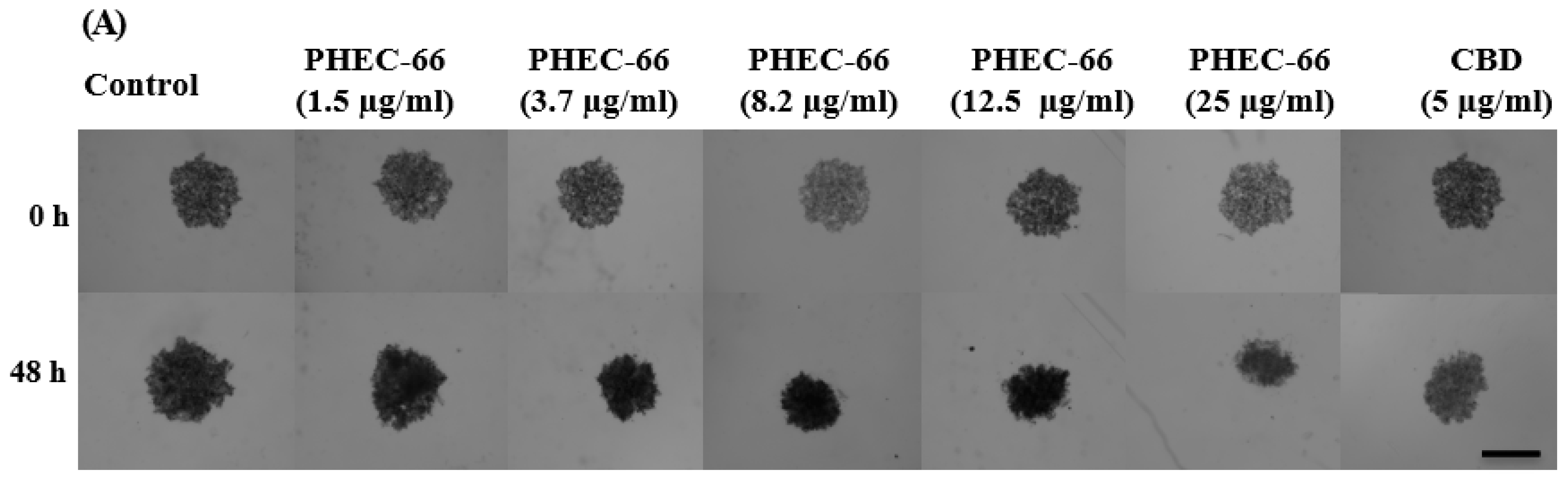 Cells 12 02450 g005a