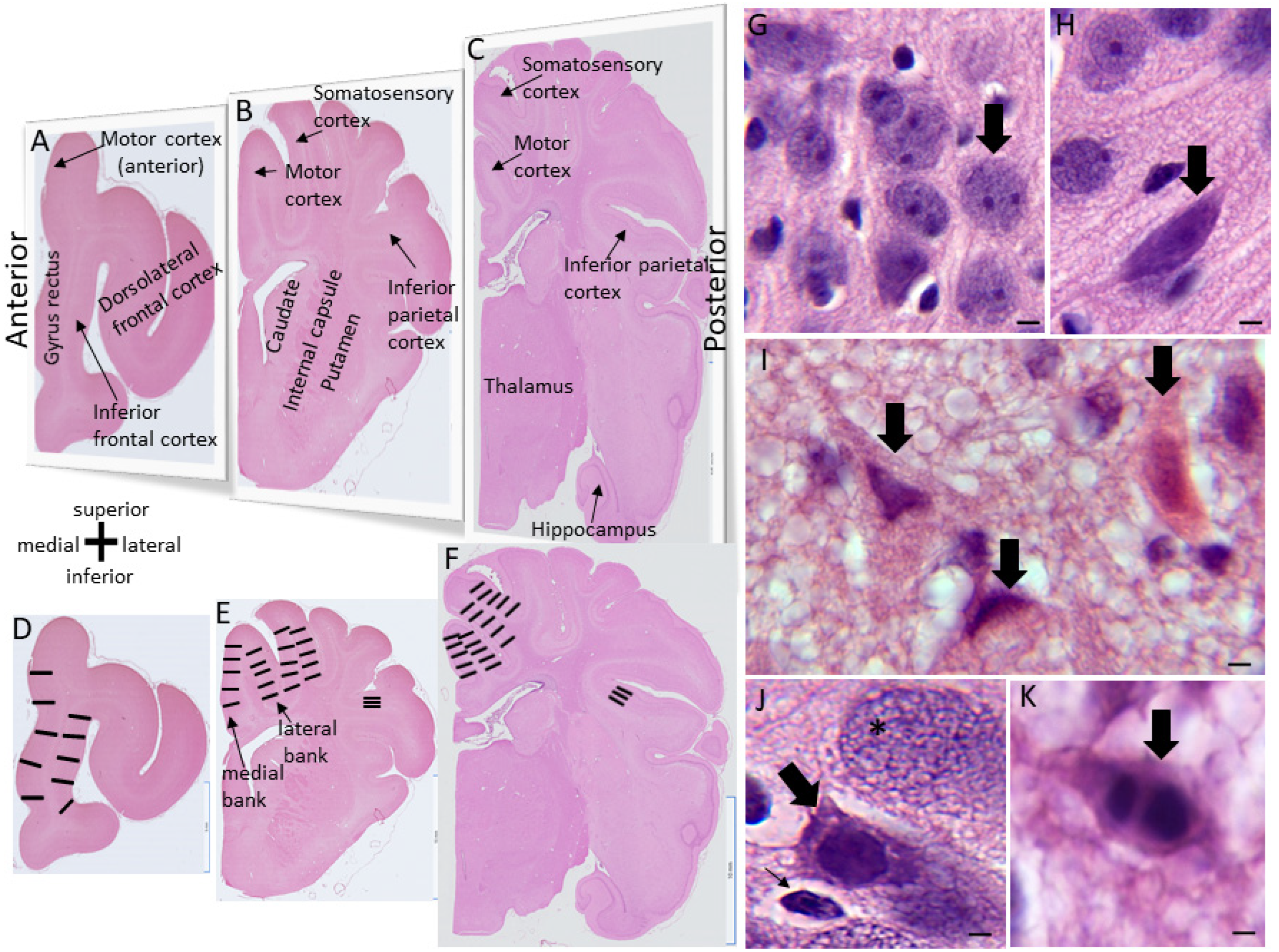 Cells 12 02454 g002