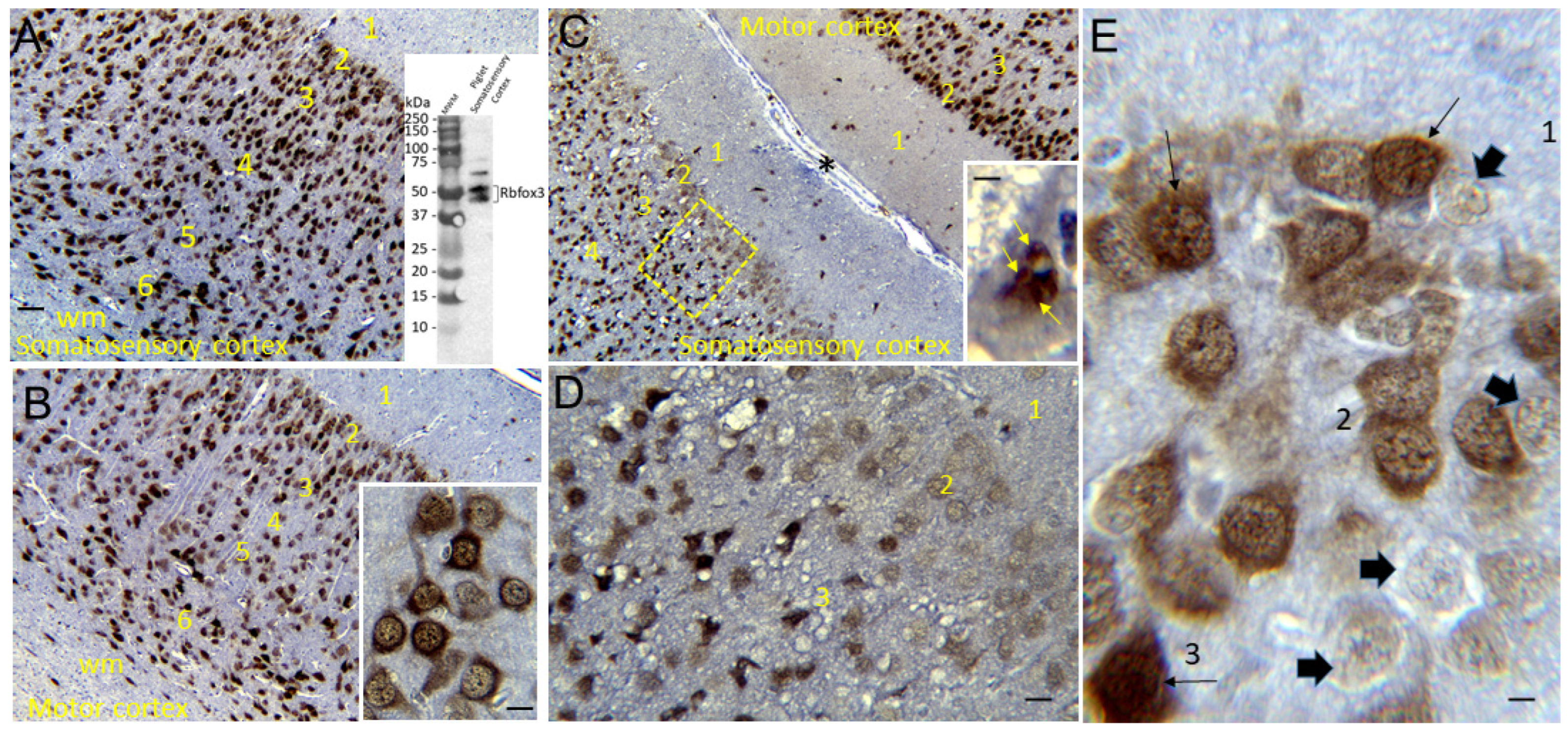 Cells 12 02454 g003