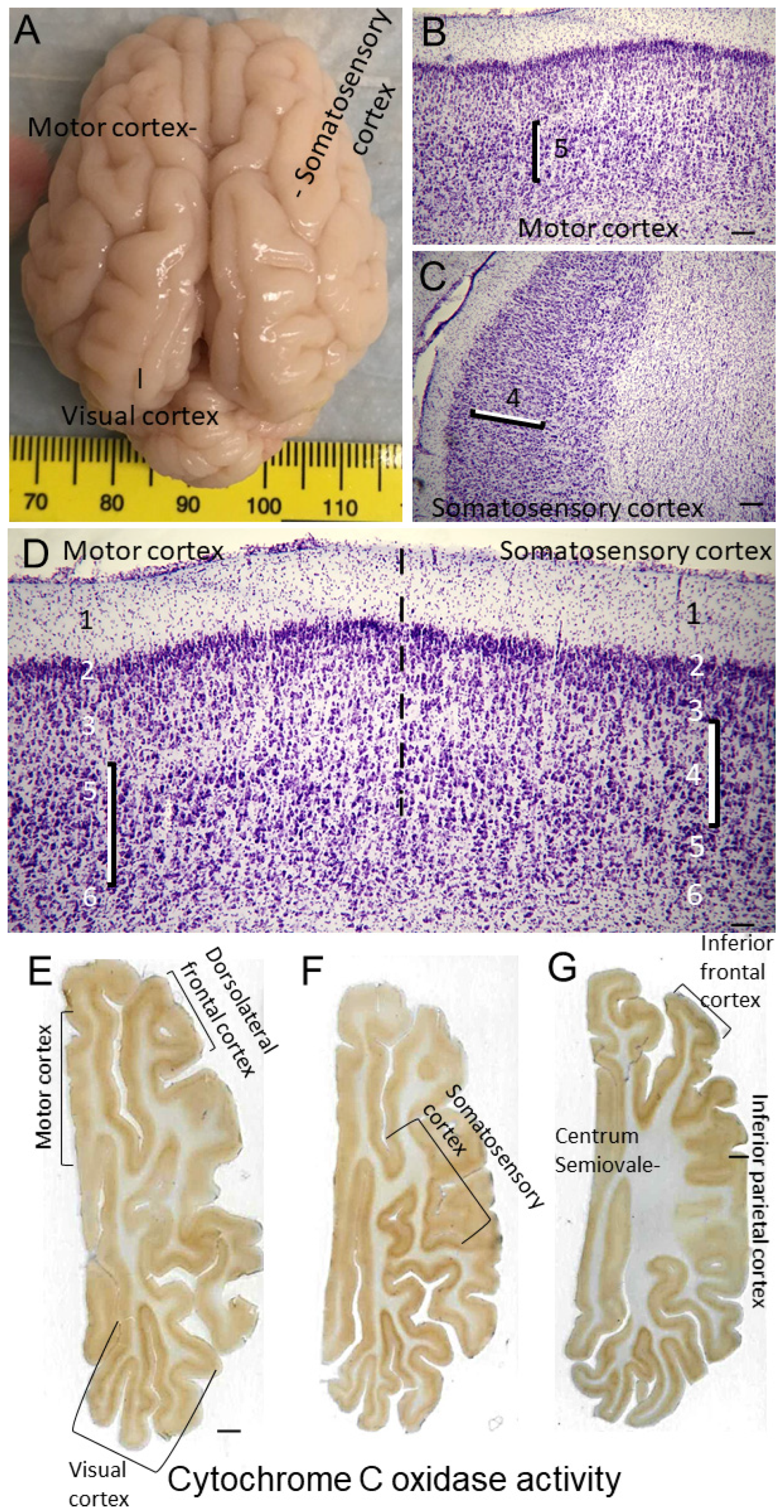 Cells 12 02454 g004