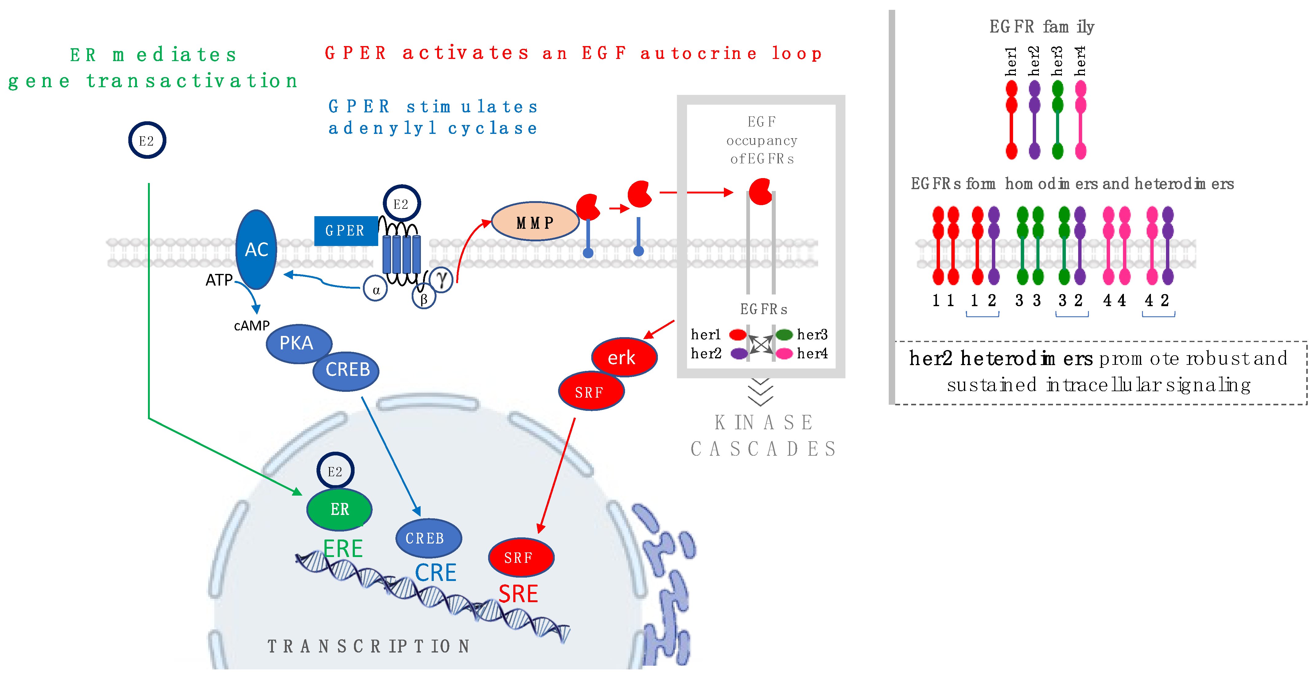 Cells 12 02460 g001 Cells 12 02460 g001