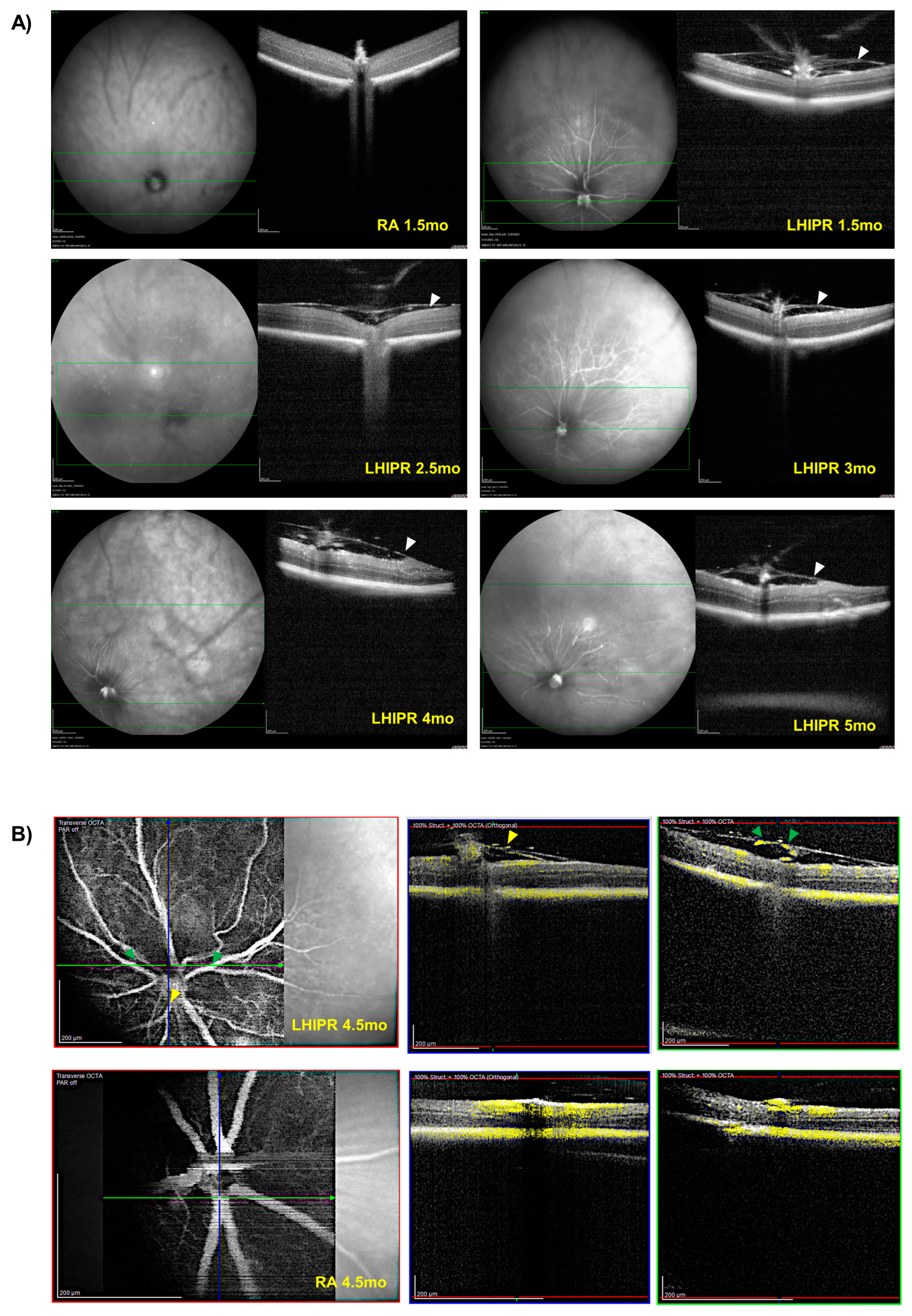 Cells 12 02468 g003 Cells 12 02468 g003