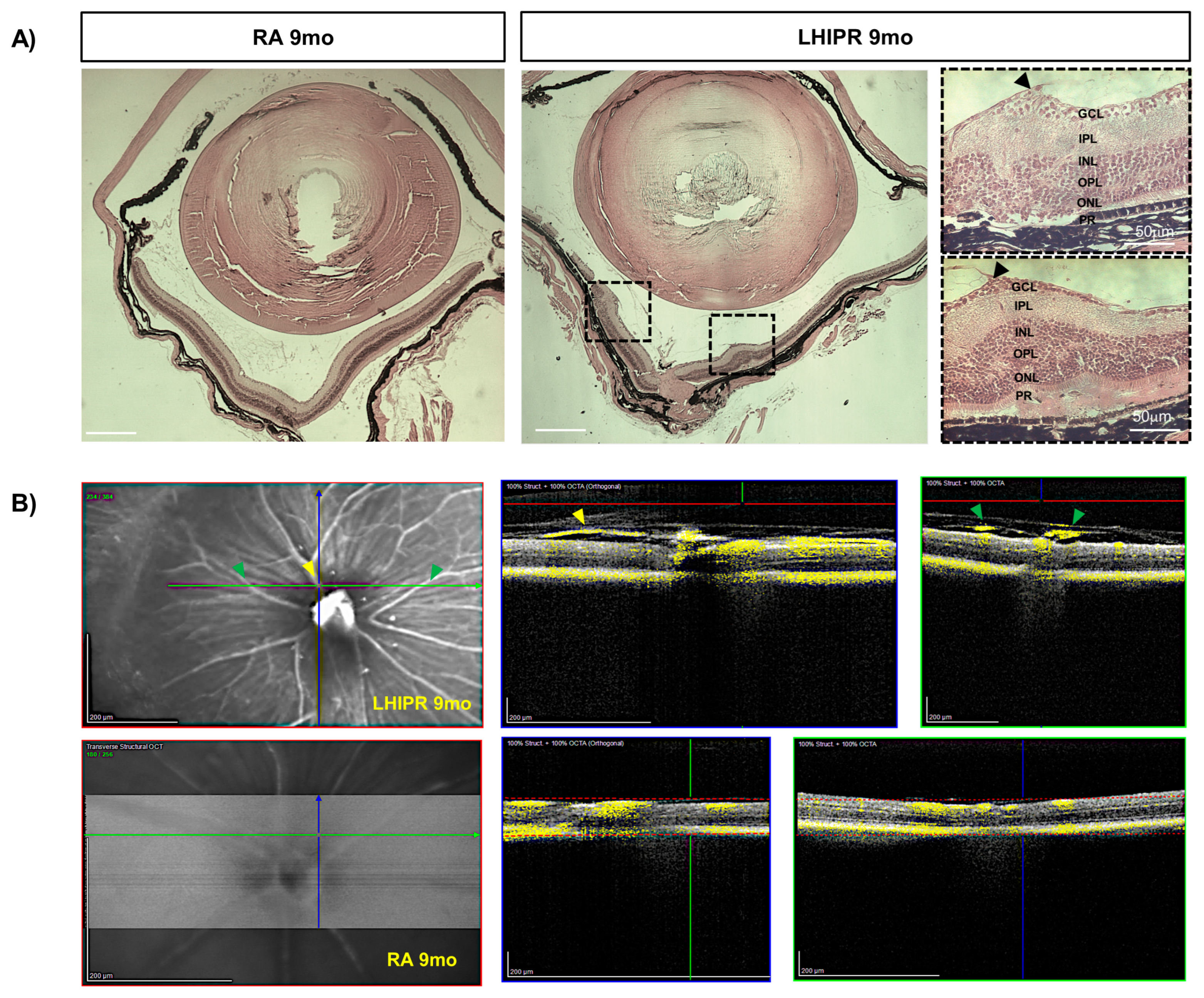Cells 12 02468 g004 Cells 12 02468 g004