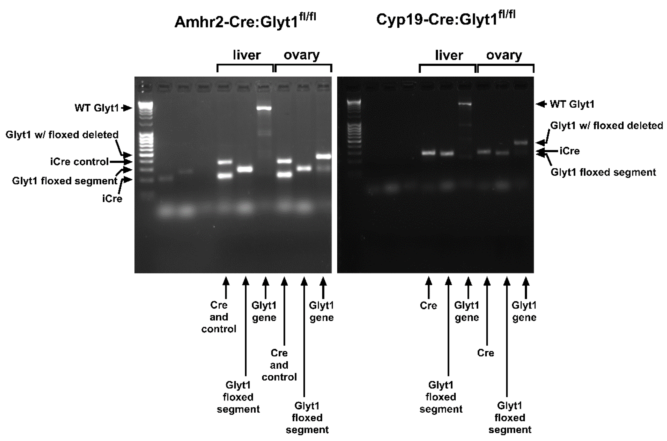 Cells 12 02500 g002 Cells 12 02500 g002