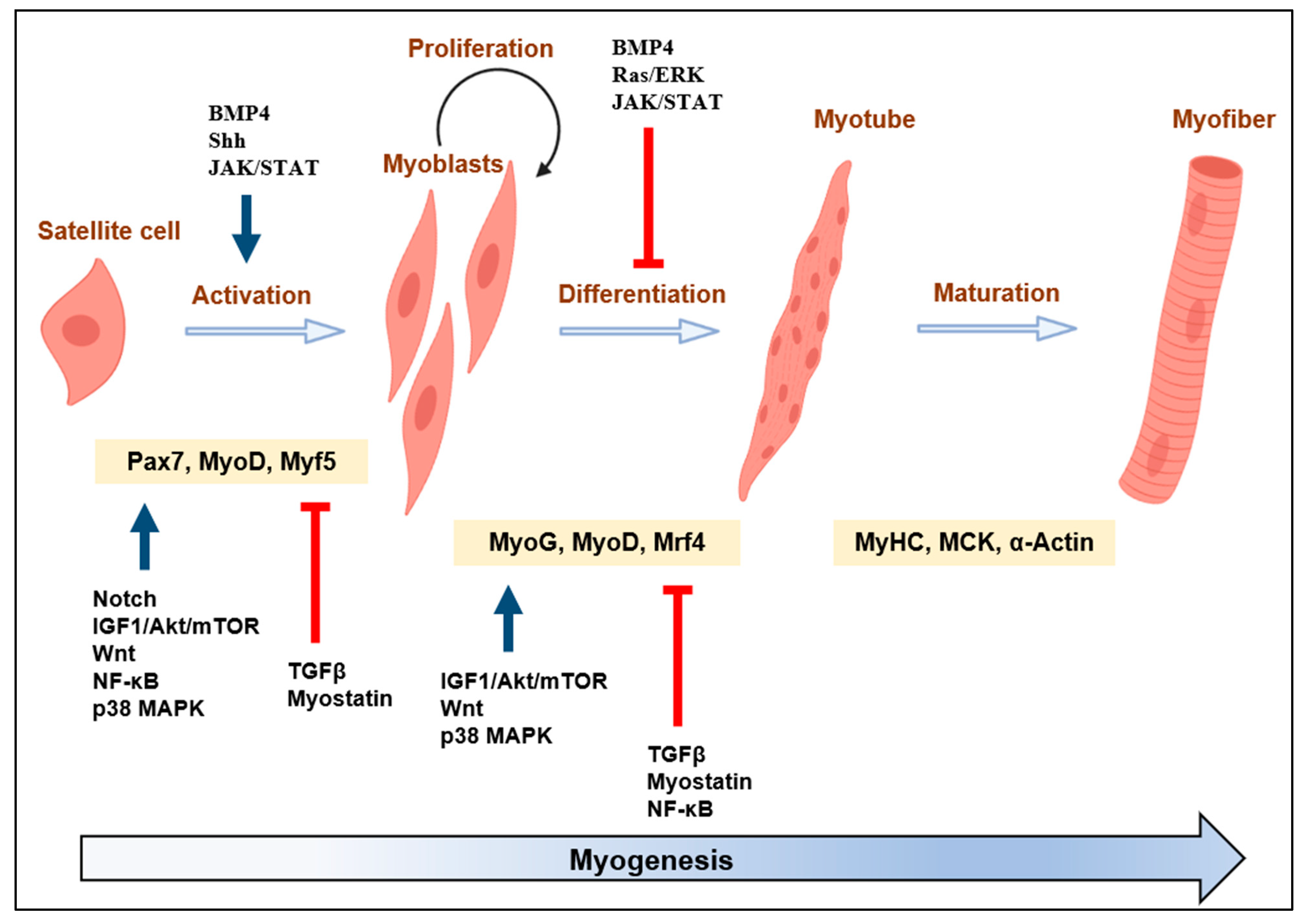 Cells 12 02523 g001 Cells 12 02523 g001