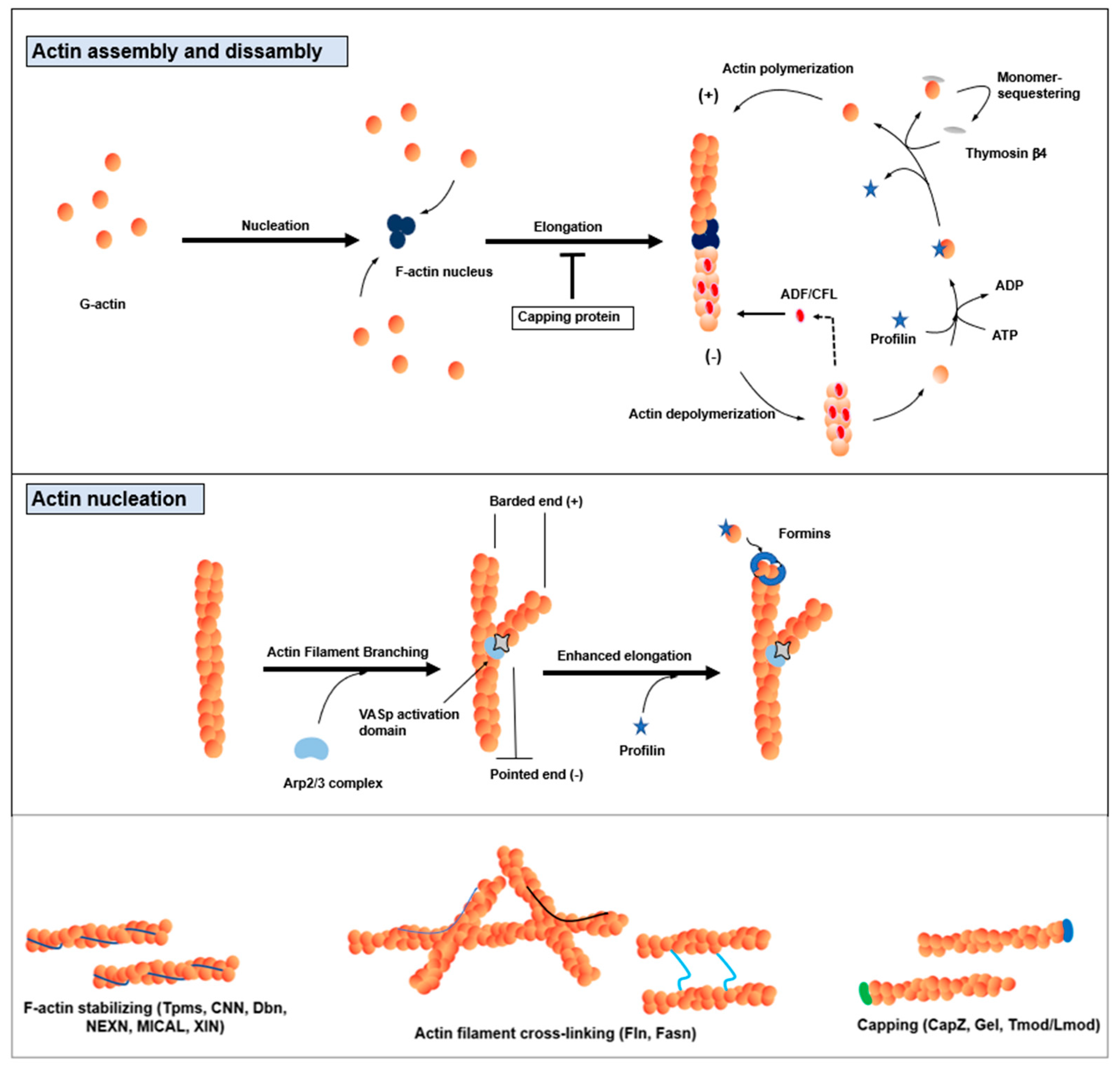 Cells 12 02523 g002 Cells 12 02523 g002