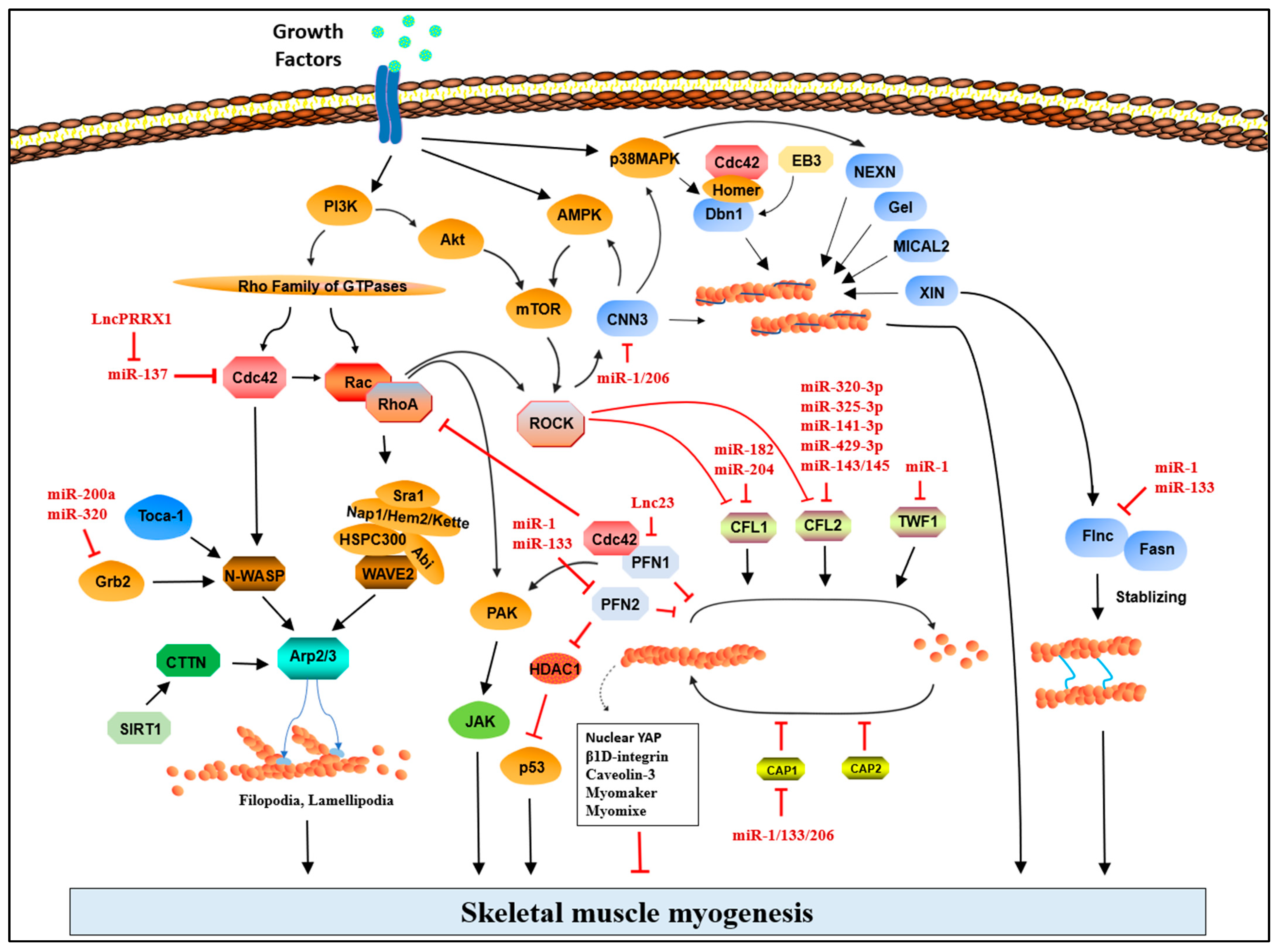 Cells 12 02523 g003 Cells 12 02523 g003