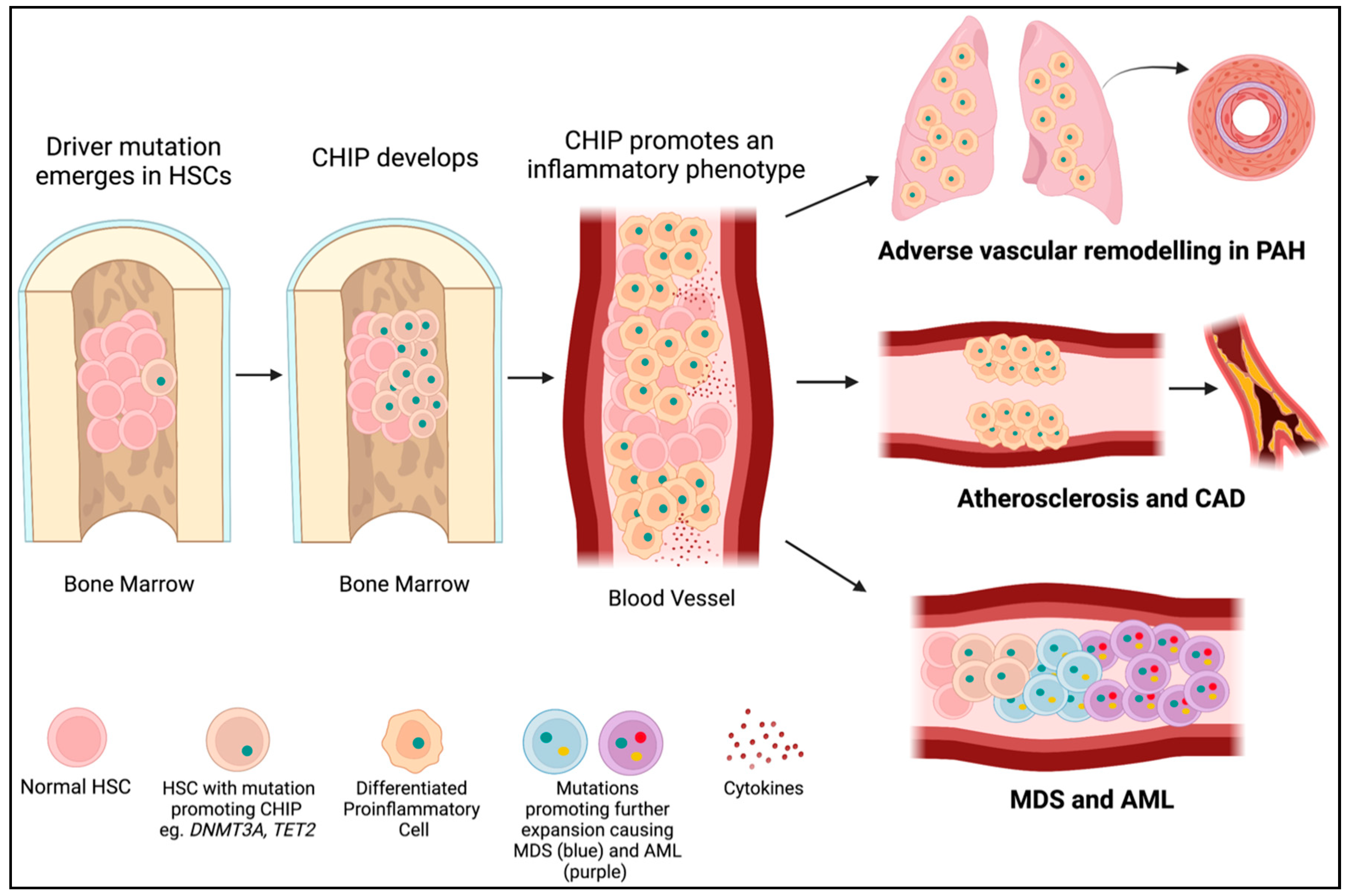 Cells 12 02528 g003 Cells 12 02528 g003