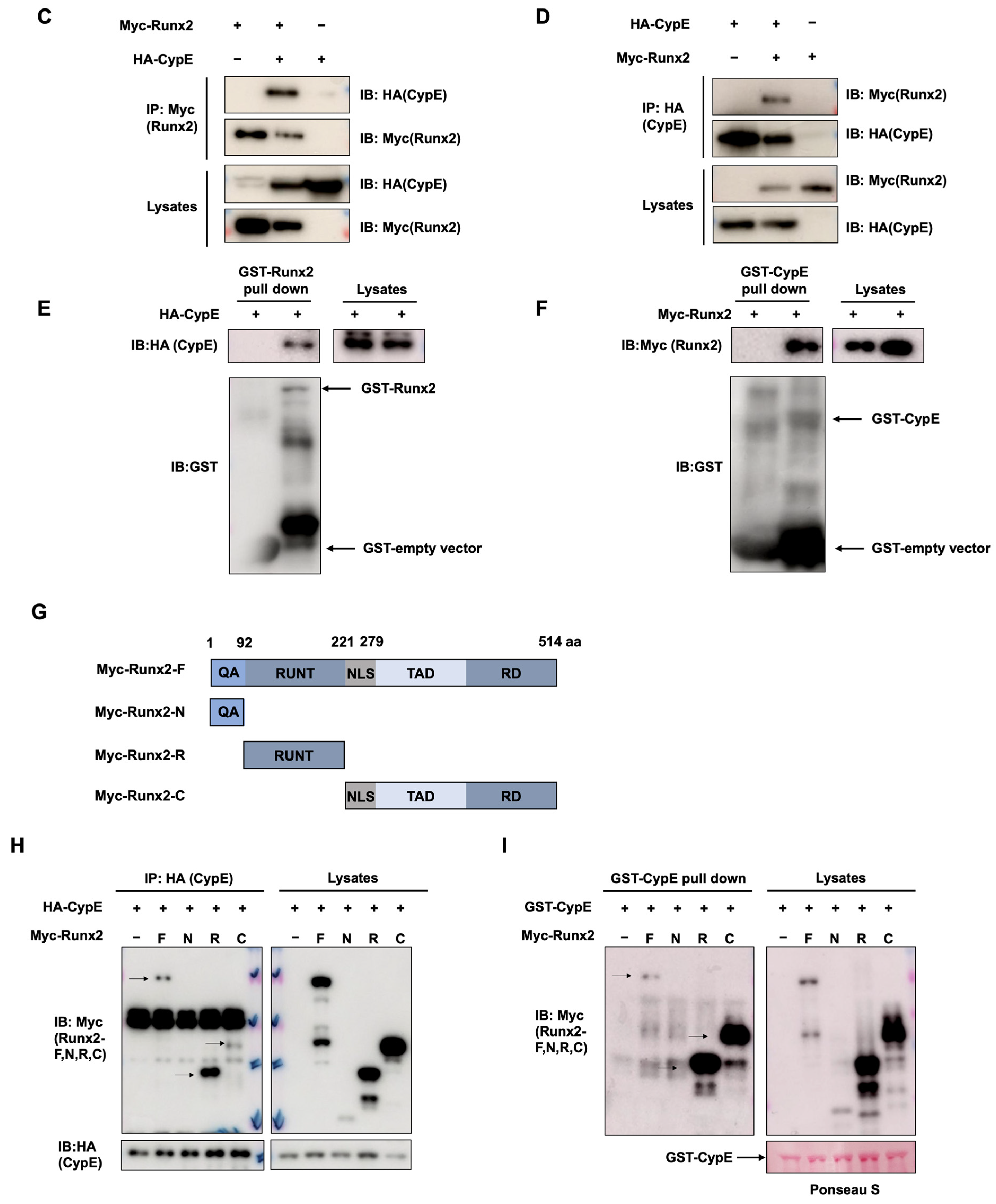 Cells 12 02549 g003b