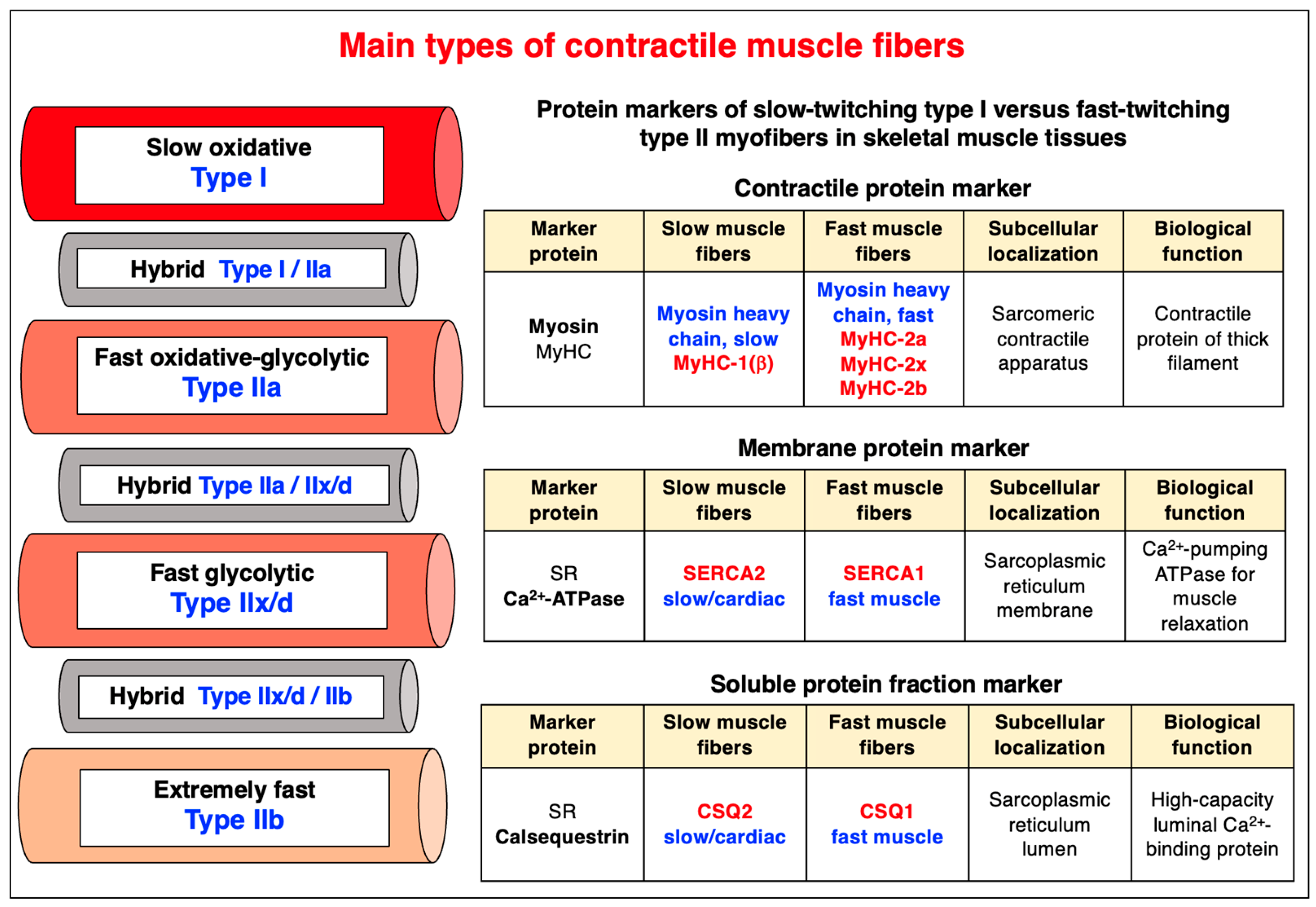 Cells 12 02560 g007 Cells 12 02560 g007
