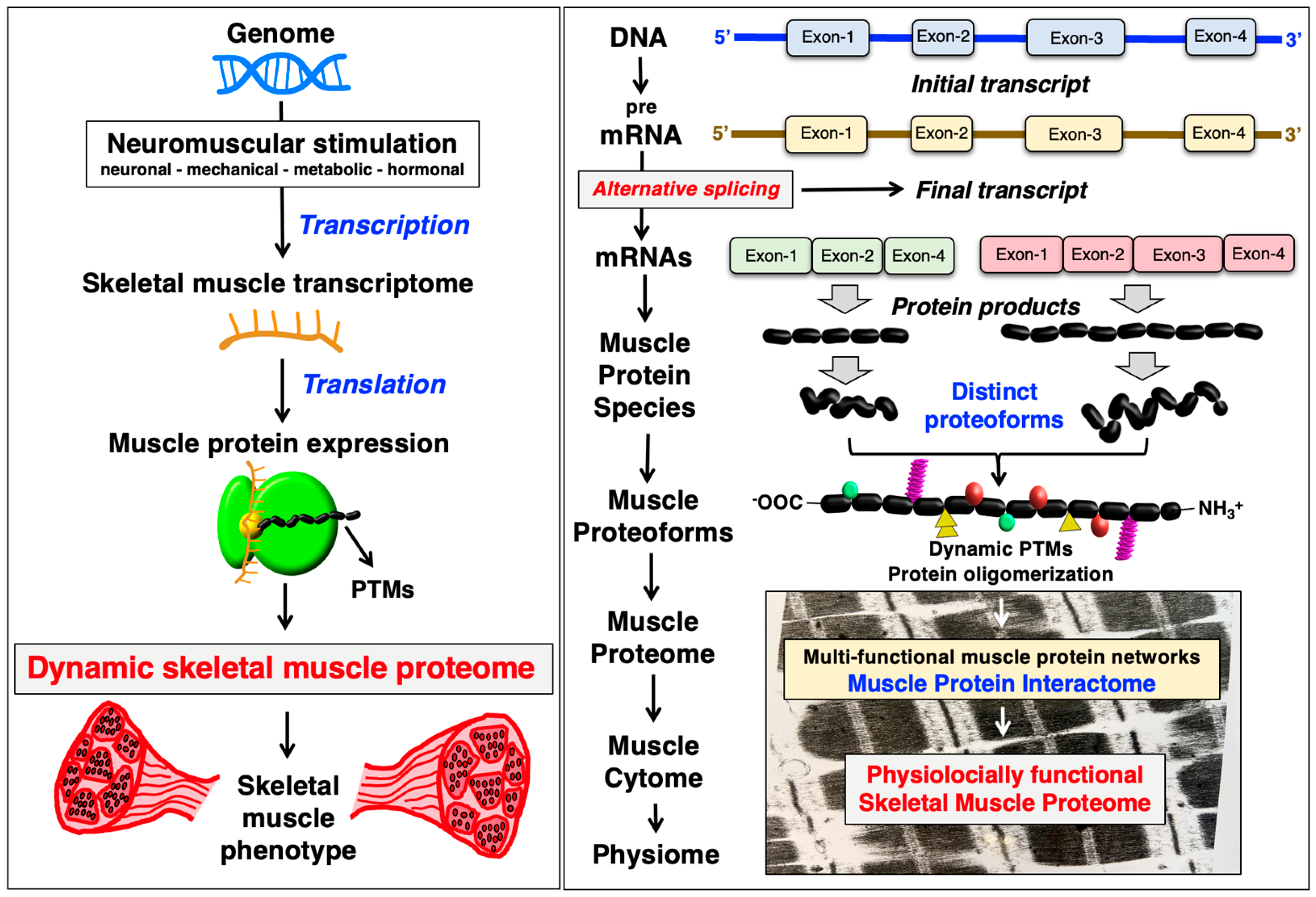 Cells 12 02560 g008 Cells 12 02560 g008