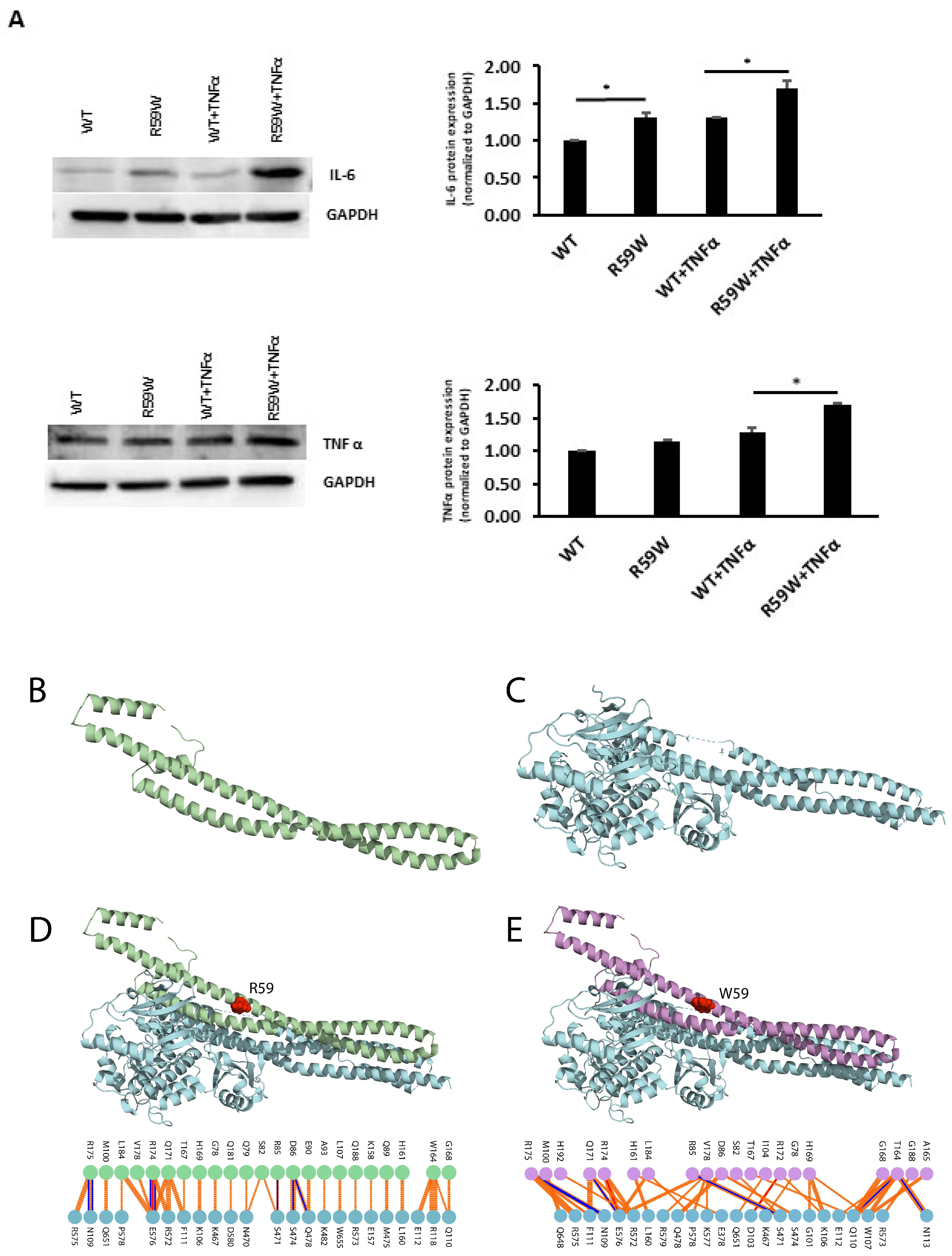 Cells 12 02563 g004 Cells 12 02563 g004