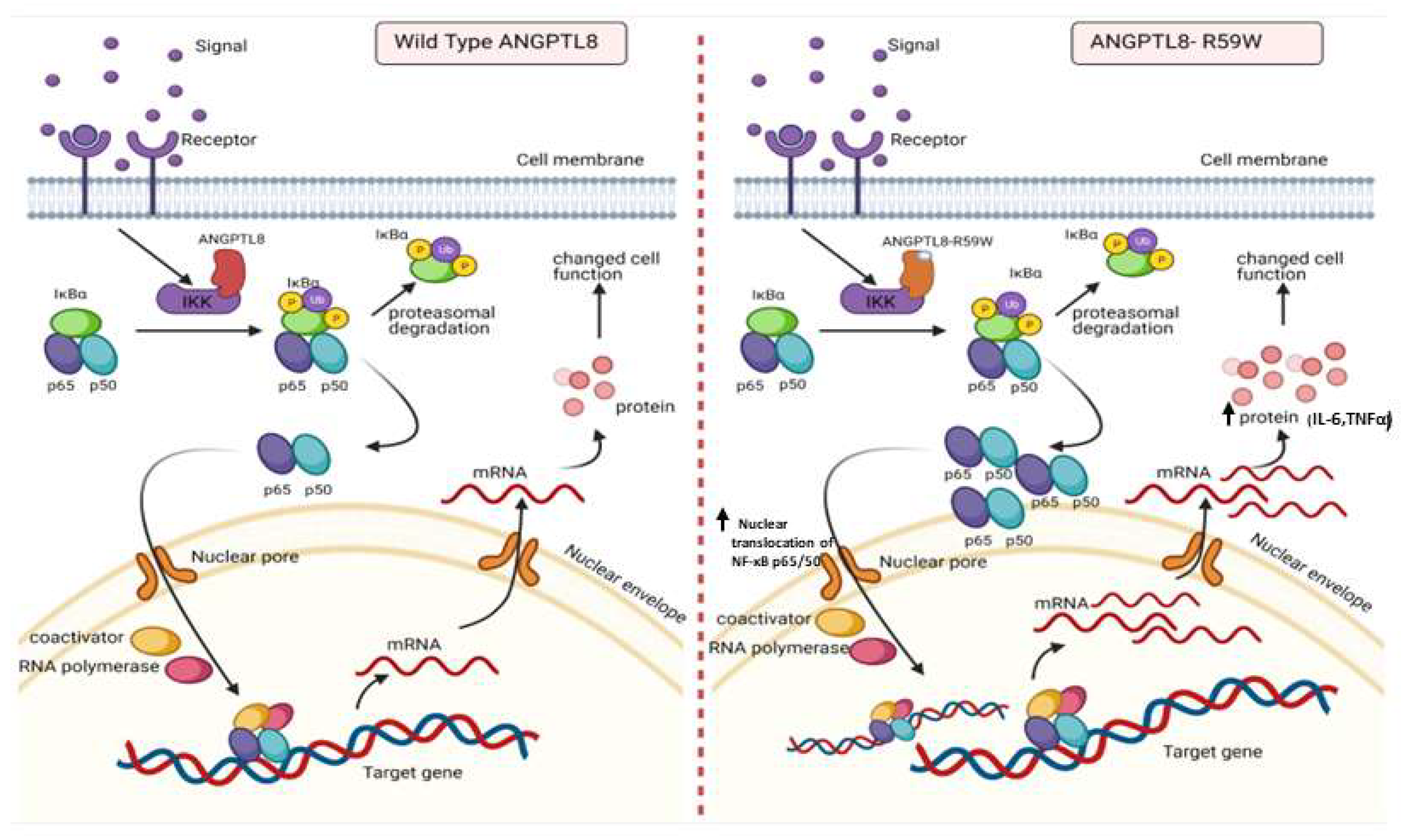 Cells 12 02563 g005 Cells 12 02563 g005