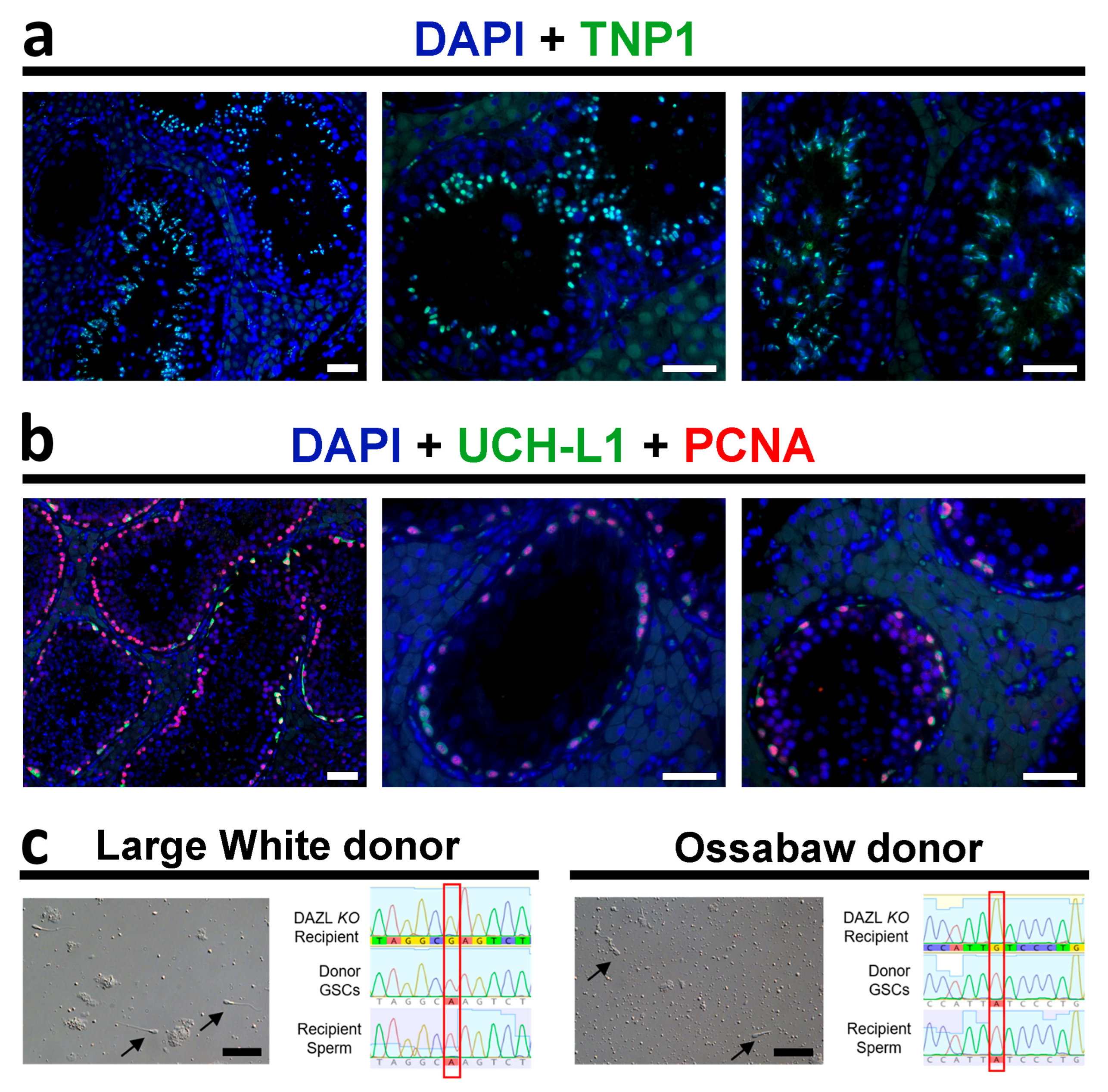 Cells 12 02582 g004 Cells 12 02582 g004